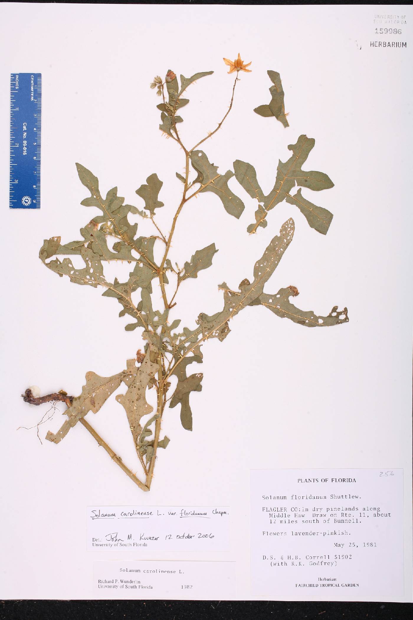 Solanum carolinense var. floridanum image