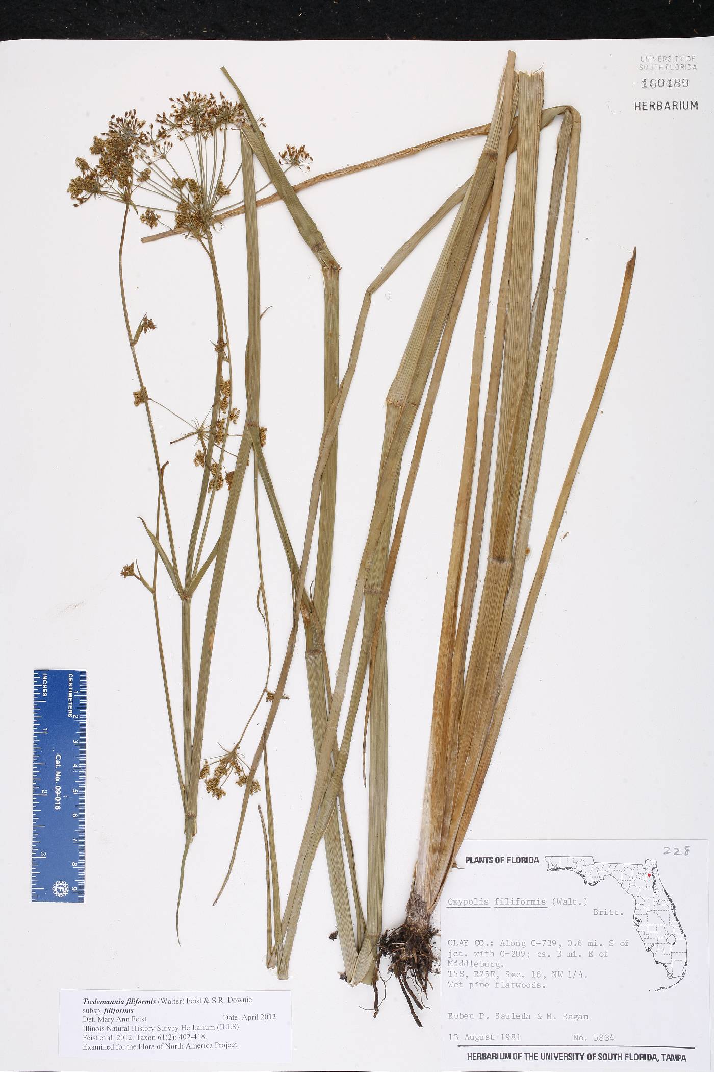 Tiedemannia filiformis subsp. filiformis image