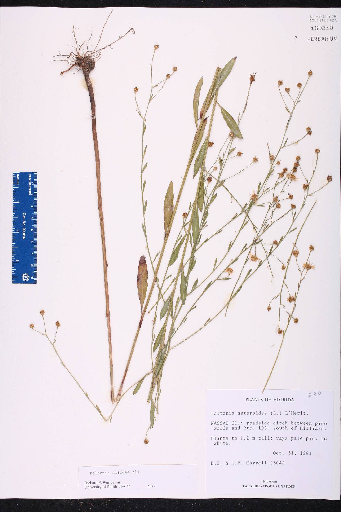 Boltonia diffusa image