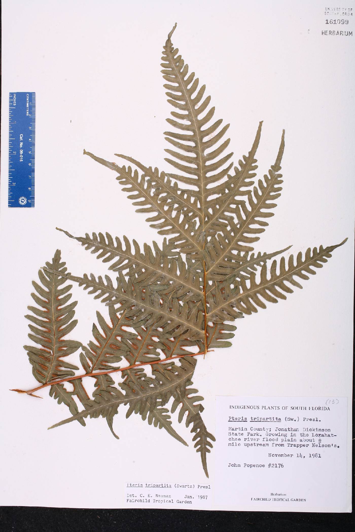 Pteris tripartita image