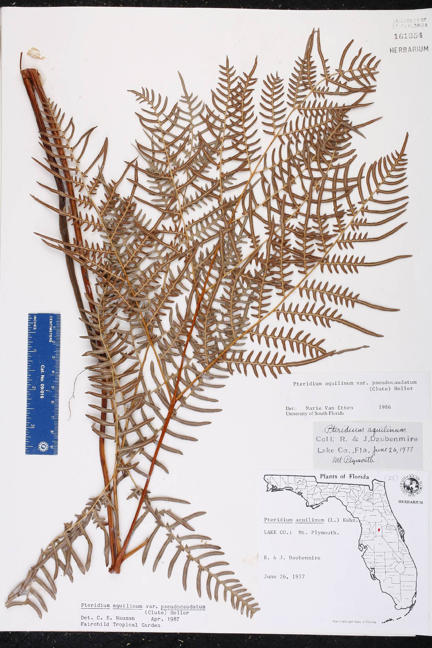 Pteridium aquilinum subsp. pseudocaudatum image