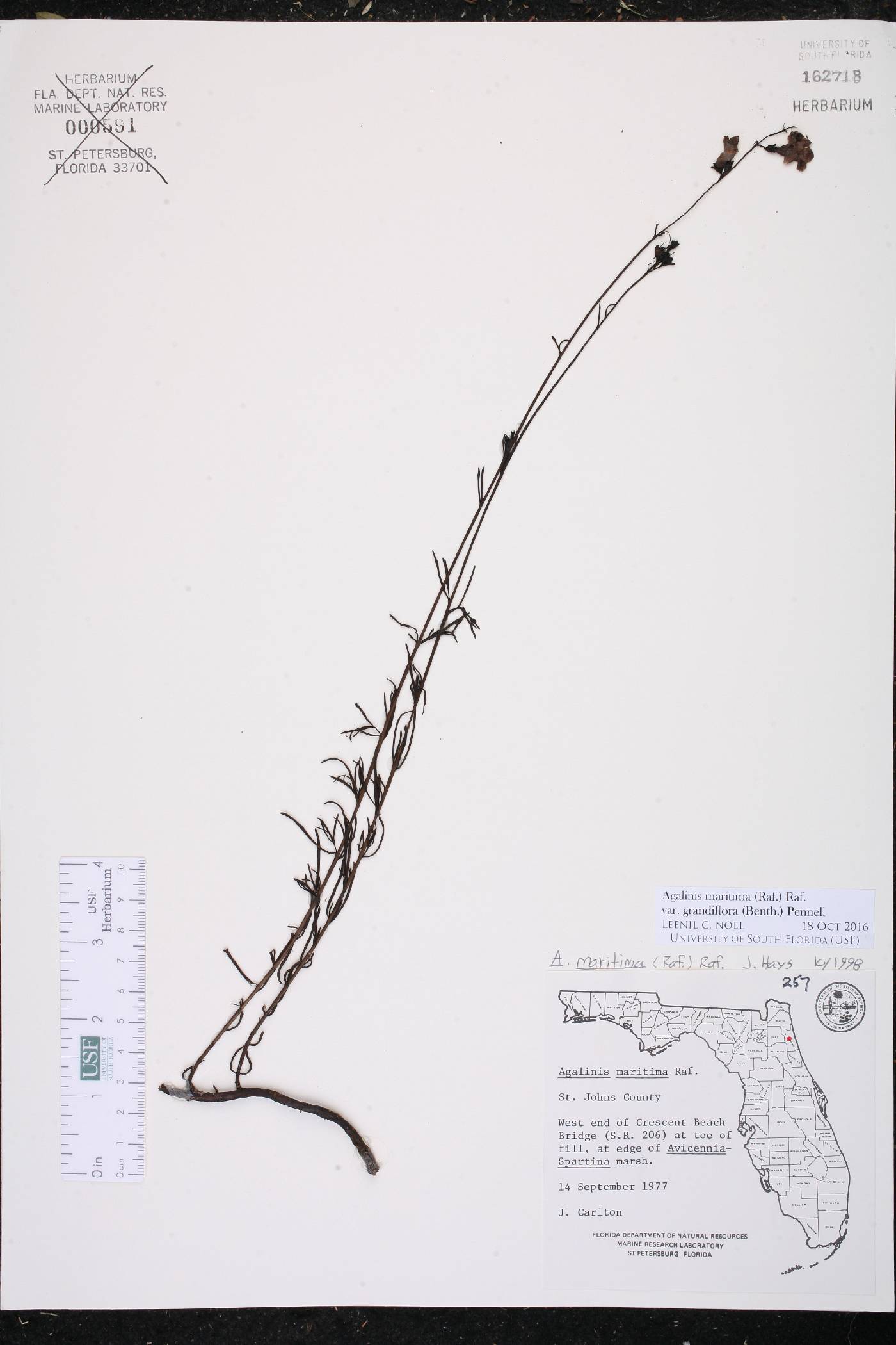 Agalinis maritima image