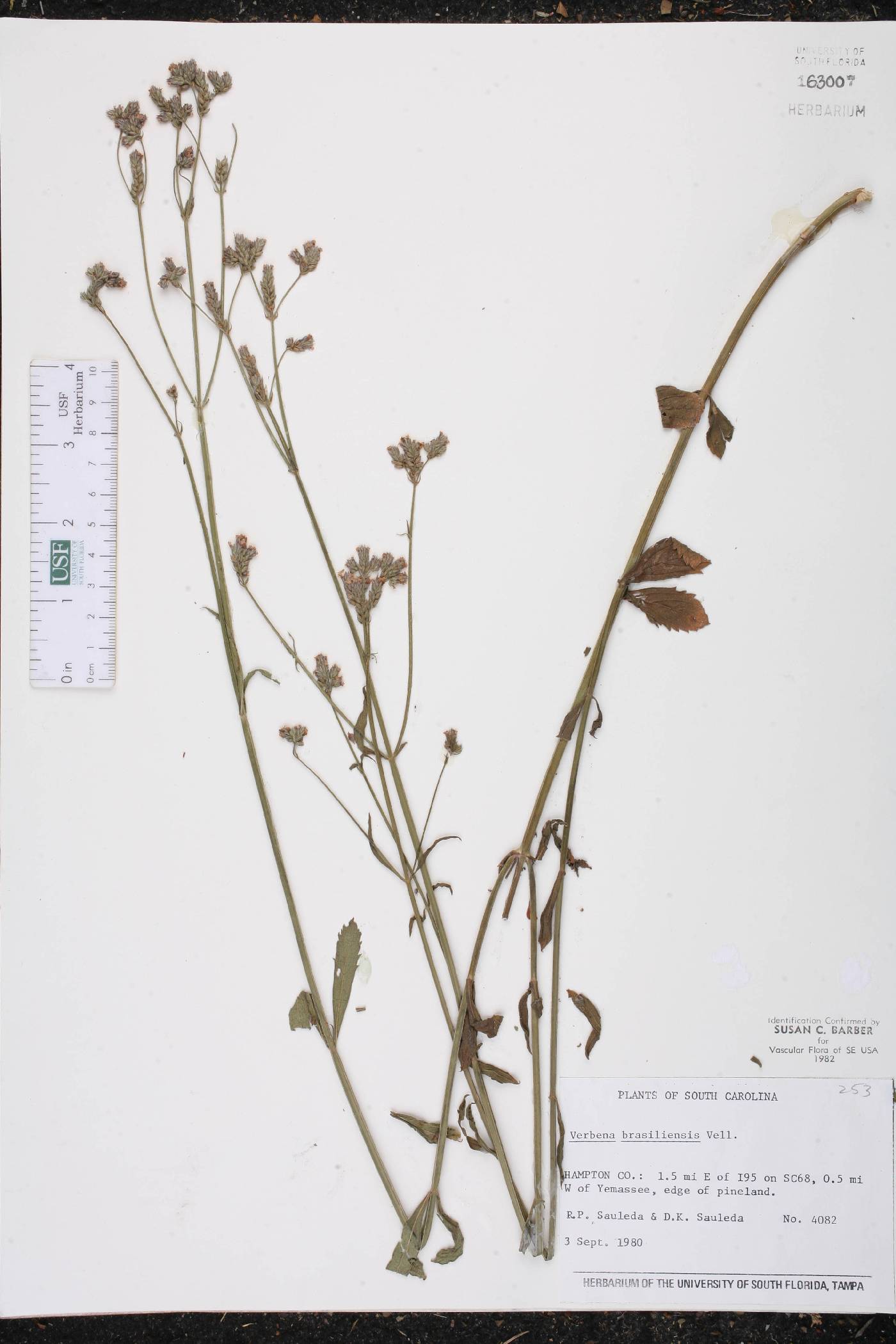 Verbena brasiliensis image