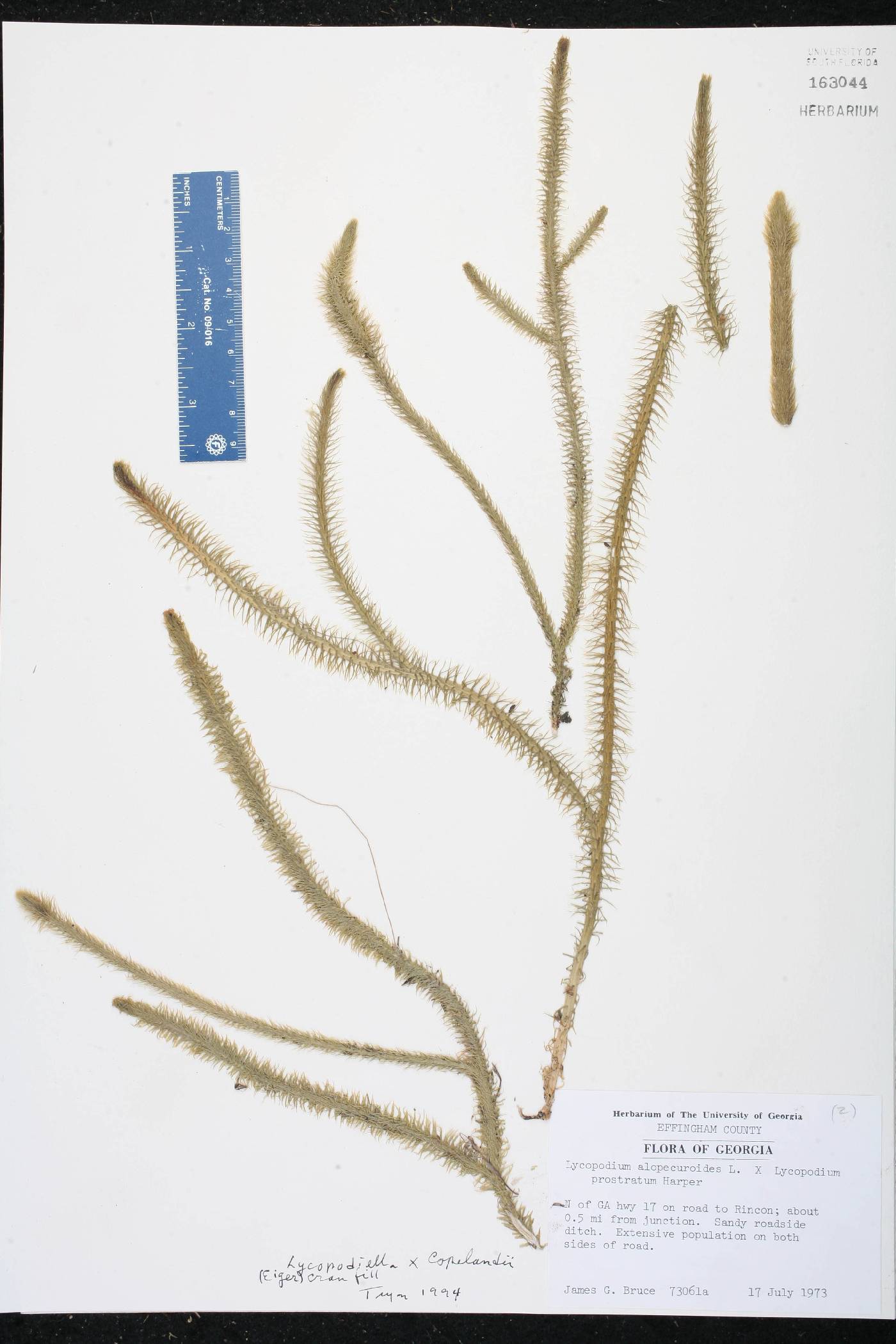 Lycopodiella x copelandii image