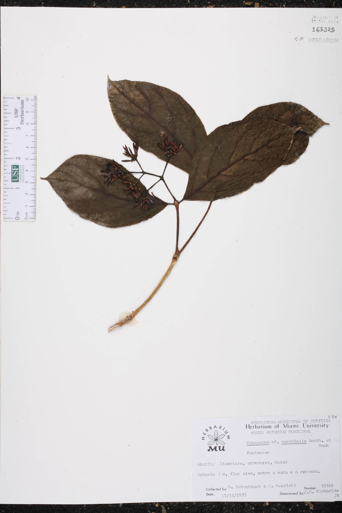 Coussarea hydrangeifolia image