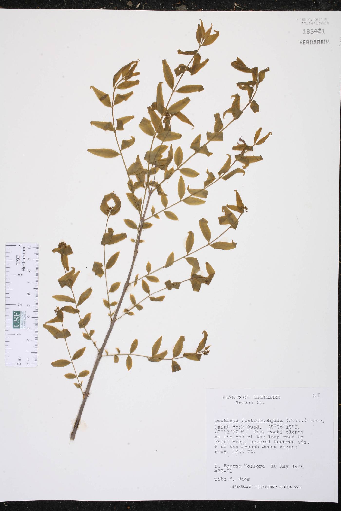 Buckleya distichophylla image