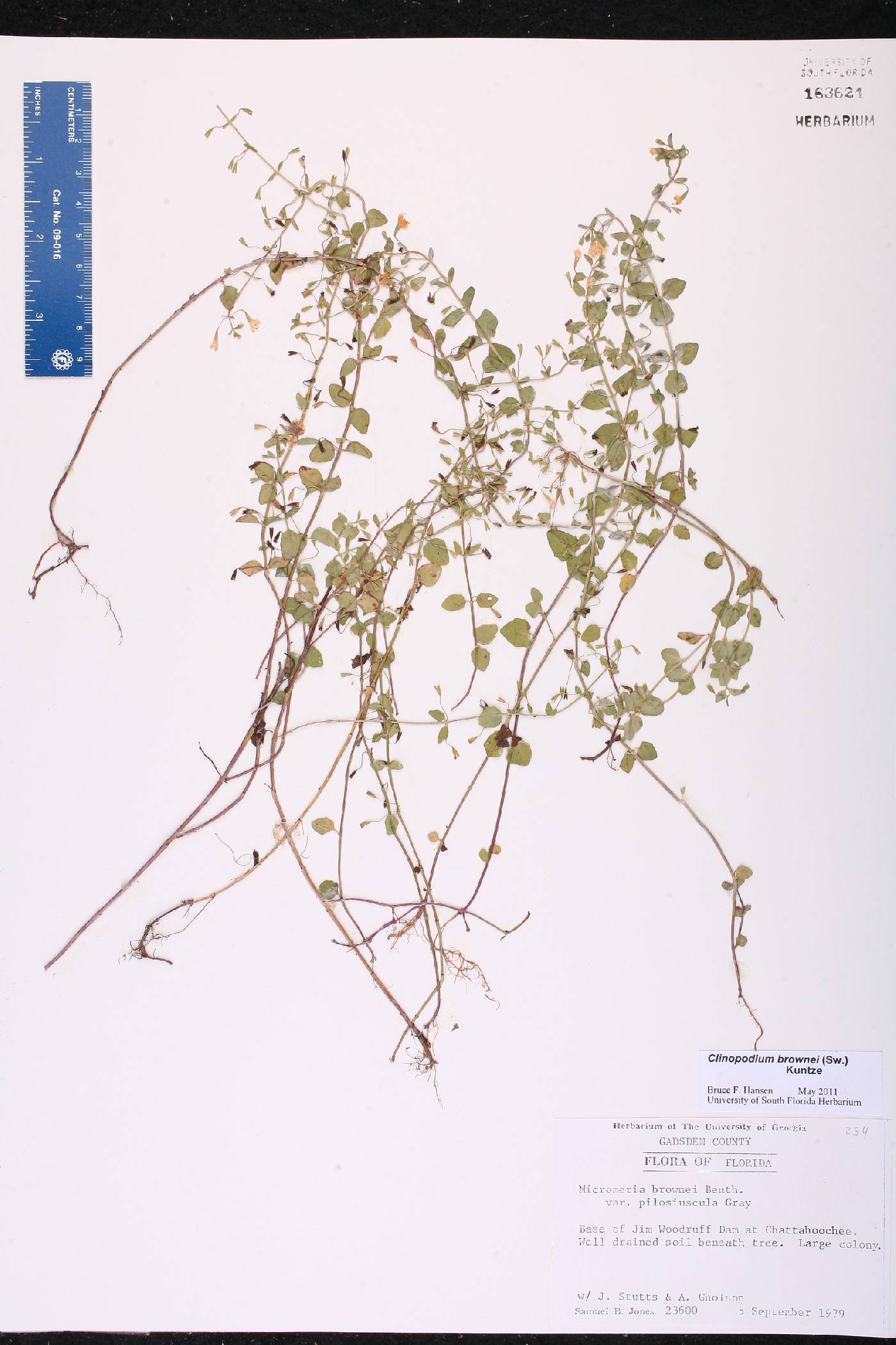 Clinopodium brownei image