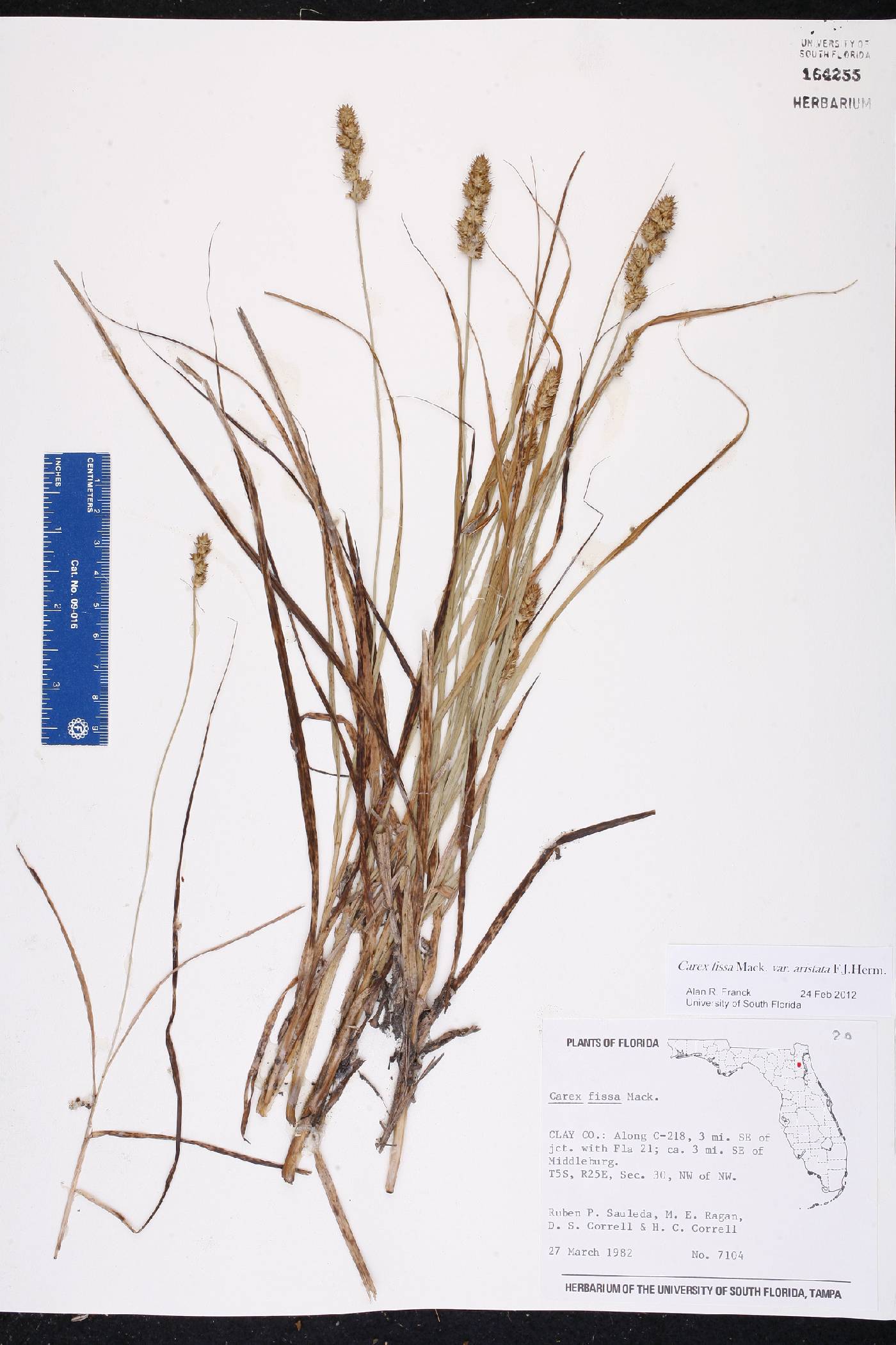 Carex fissa var. aristata image