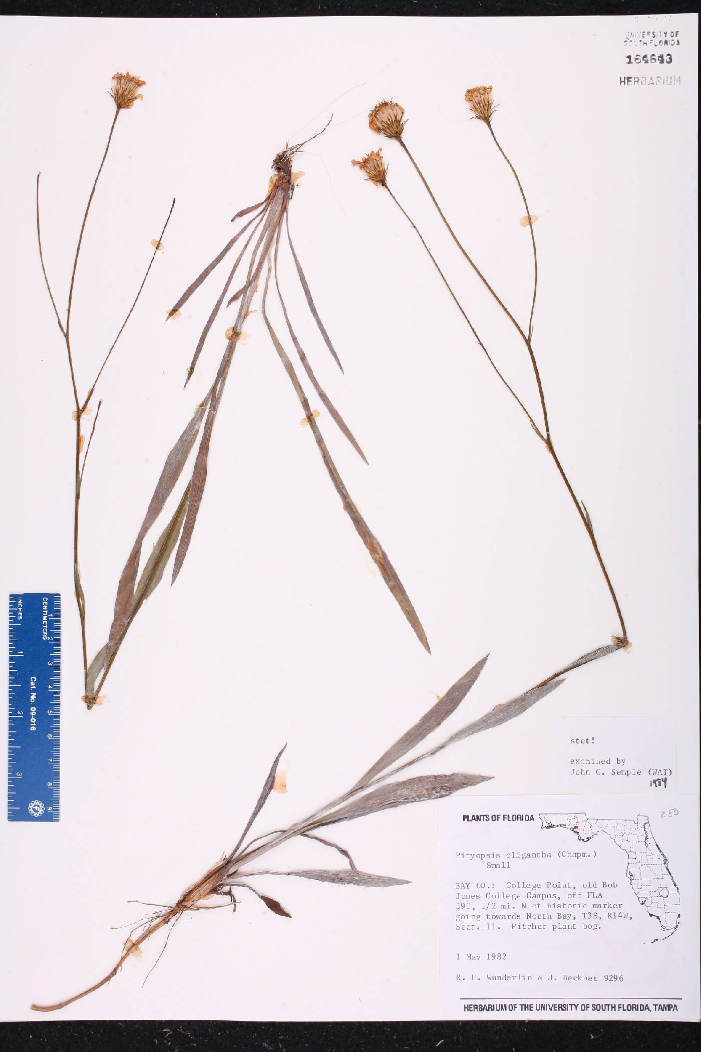 Pityopsis oligantha image