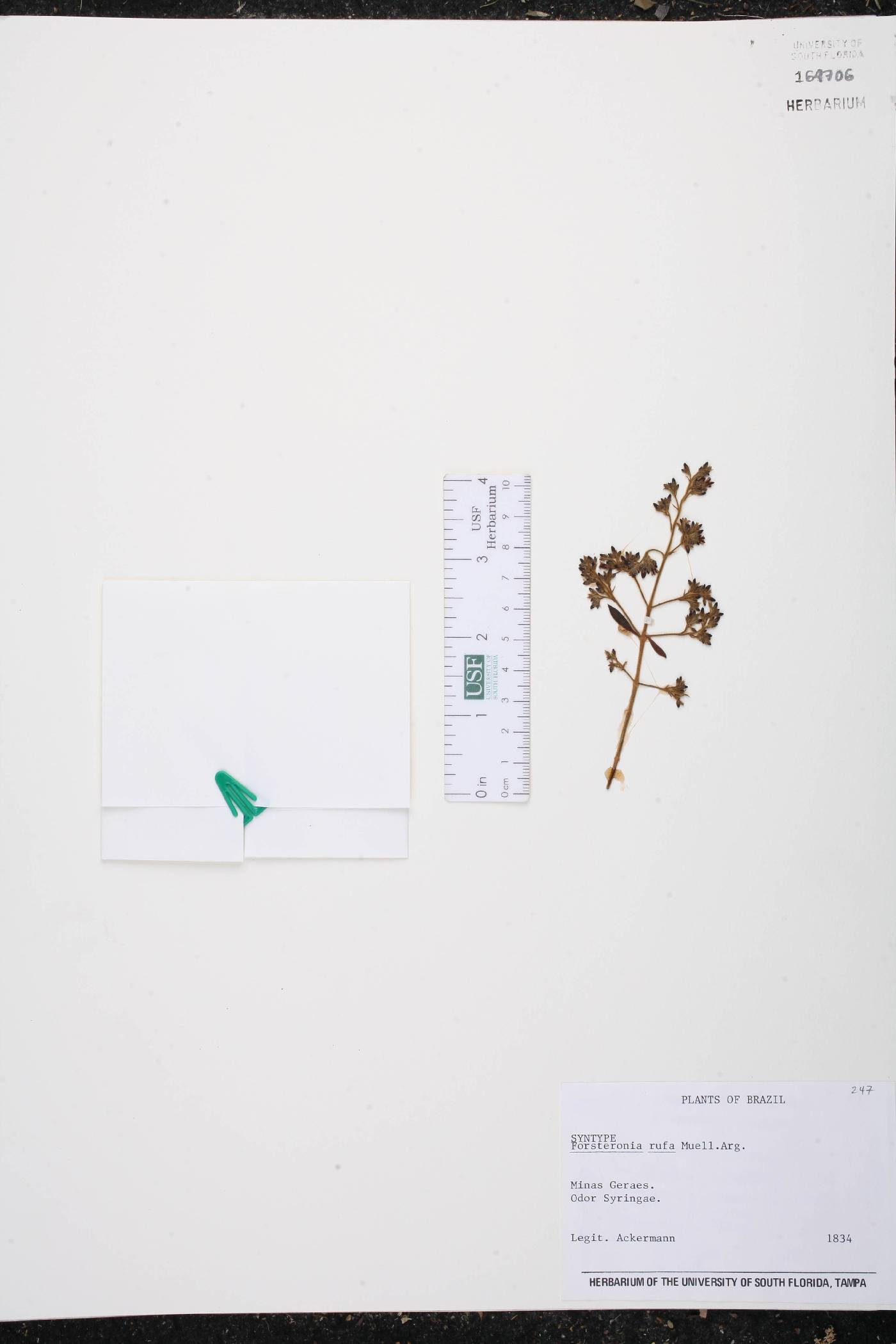 Forsteronia rufa image