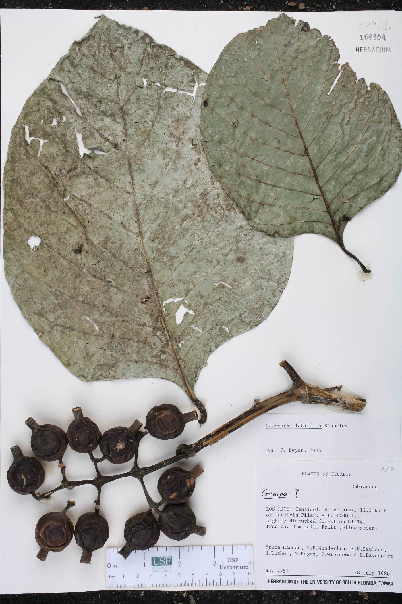Coussarea latifolia image