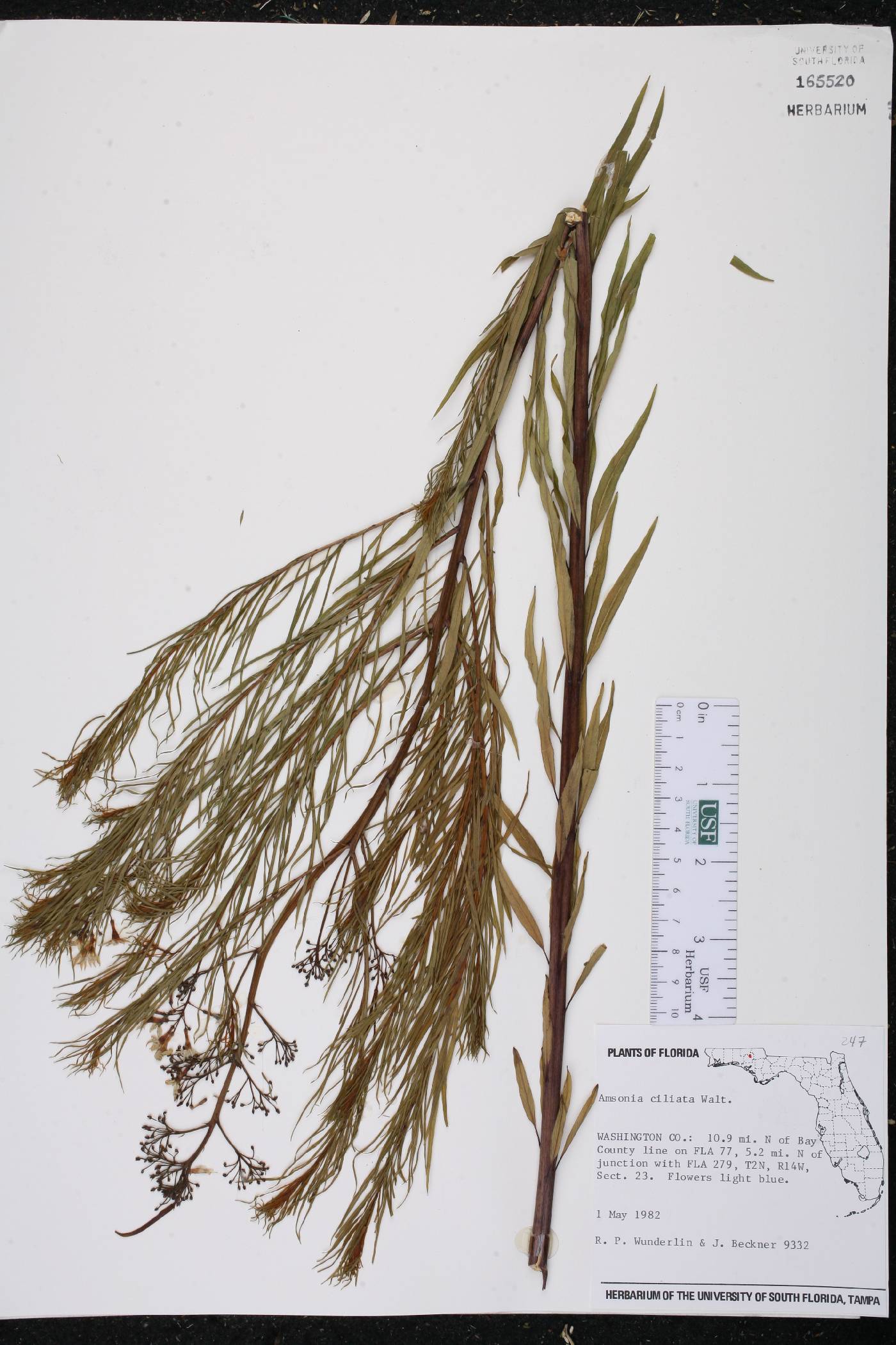 Amsonia ciliata image