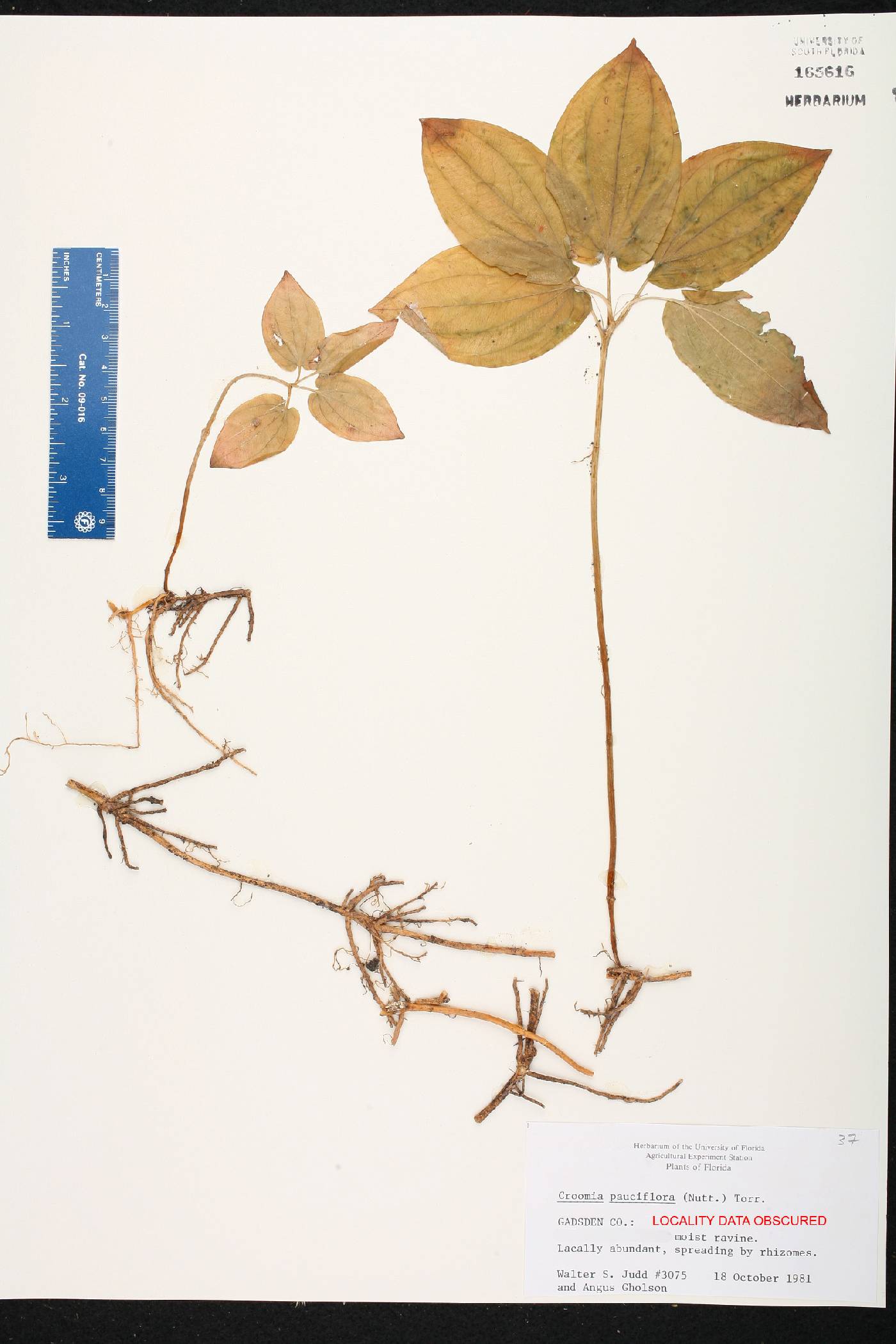 Croomia pauciflora image