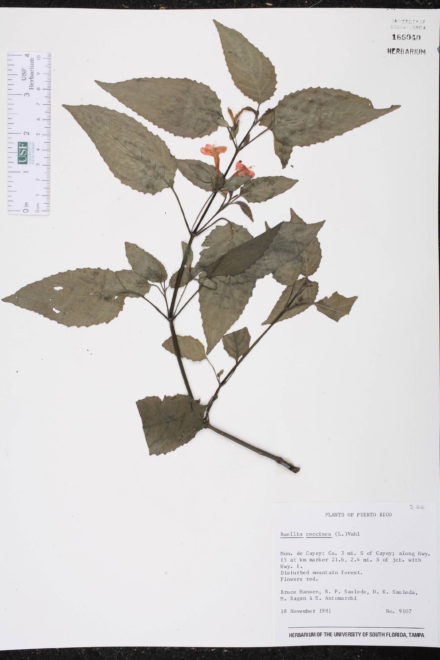 Ruellia coccinea image