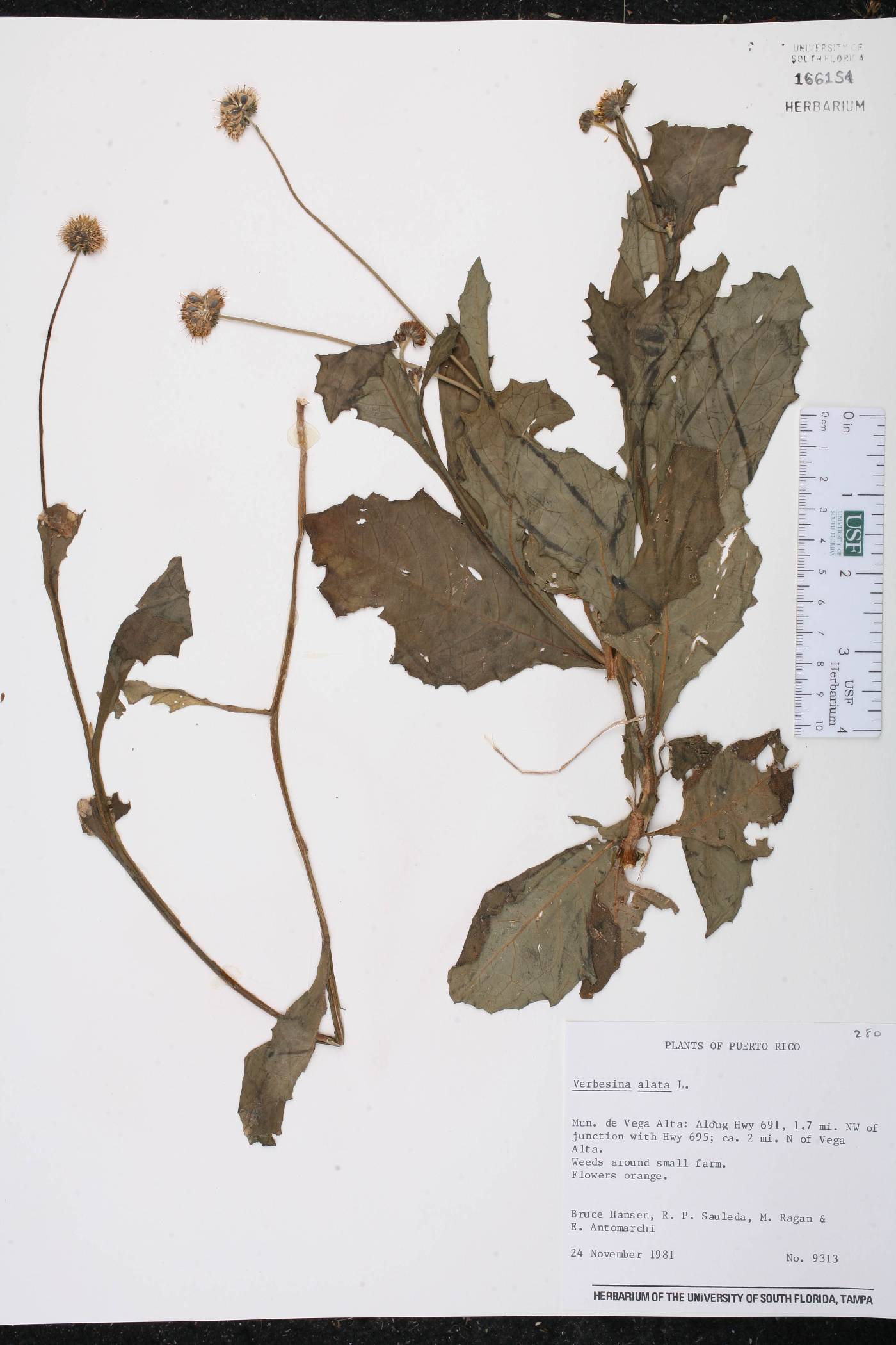 Verbesina alata image