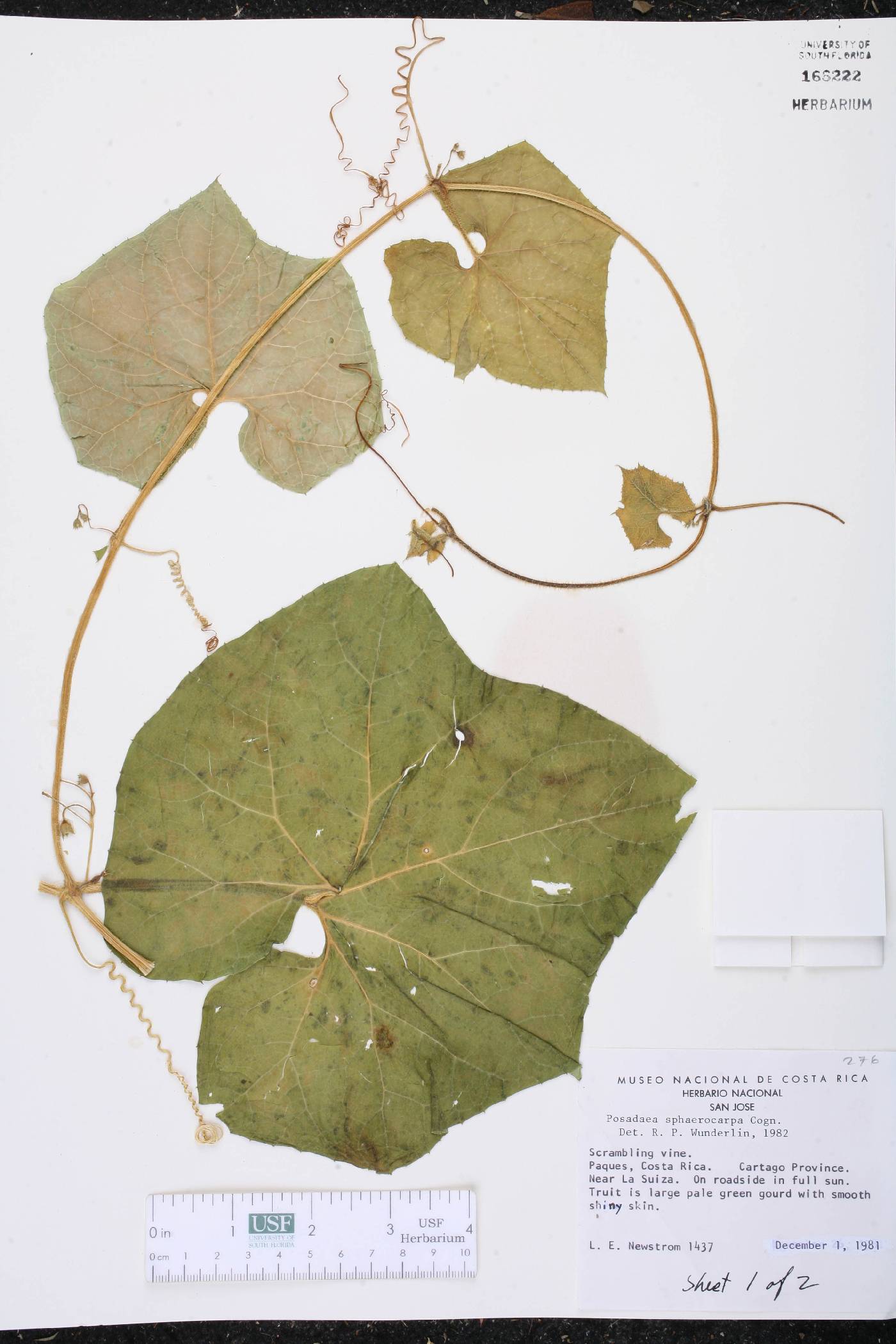 Melothria sphaerocarpa image