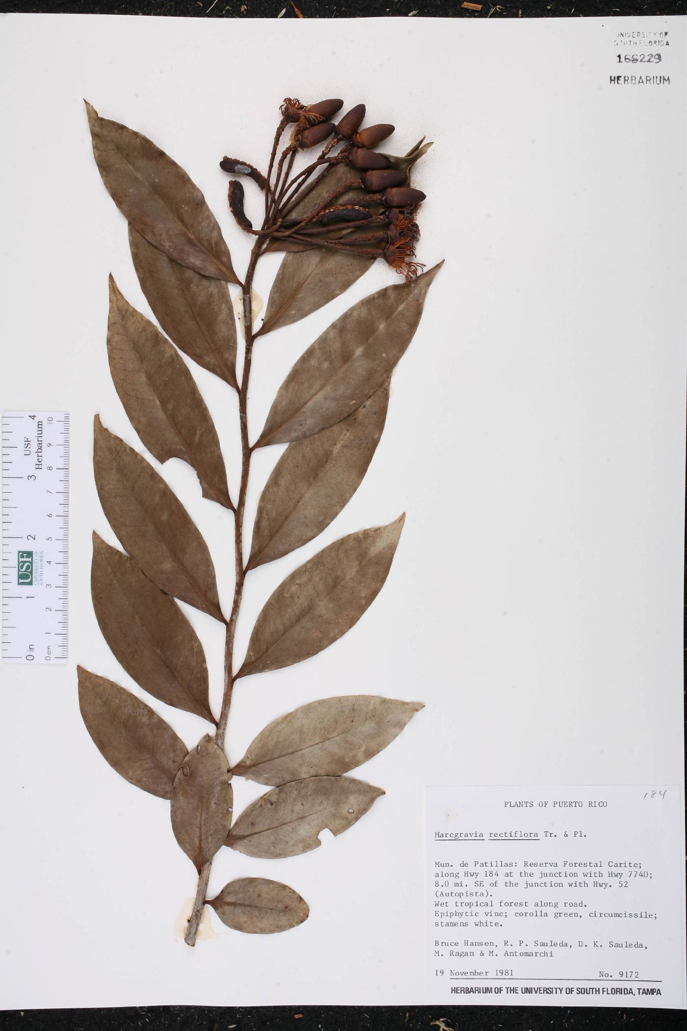 Marcgravia rectiflora image