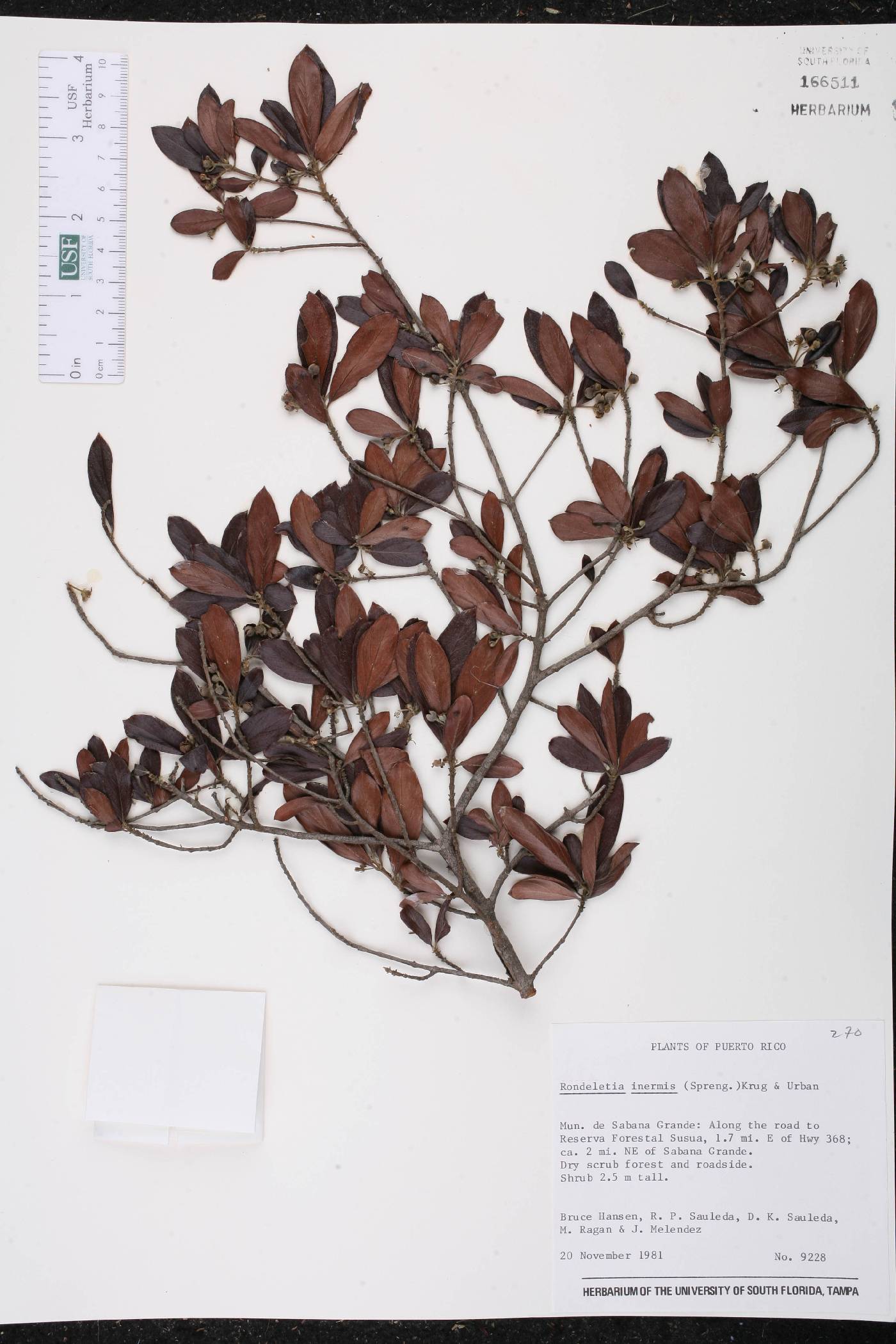 Rondeletia inermis image