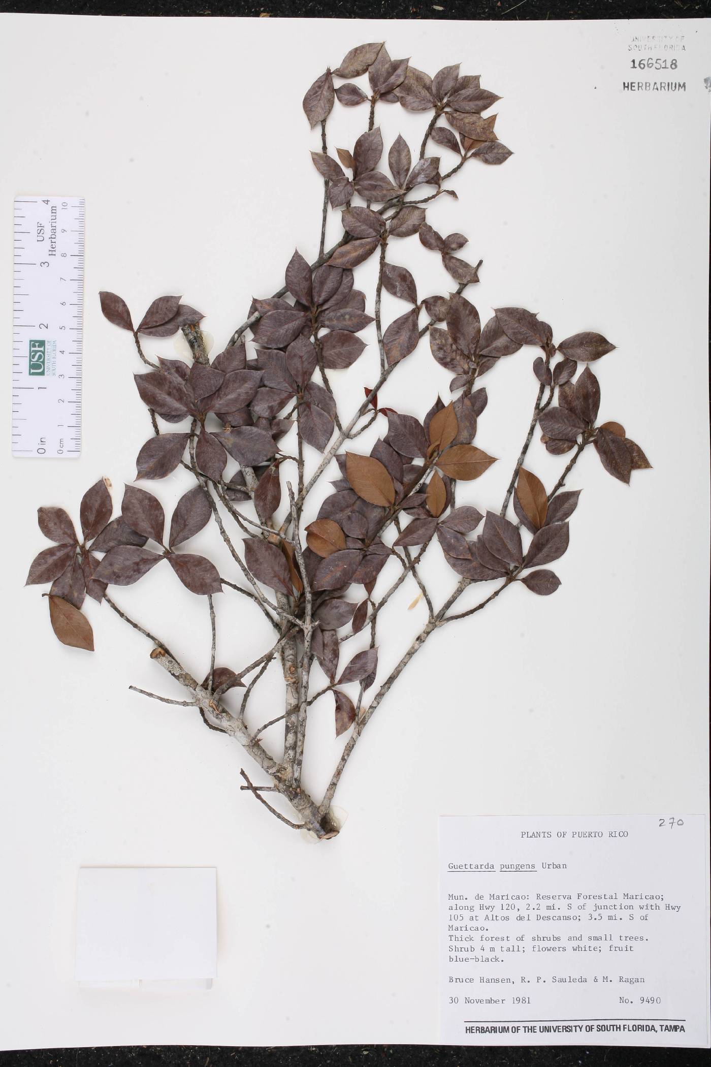 Guettarda pungens image
