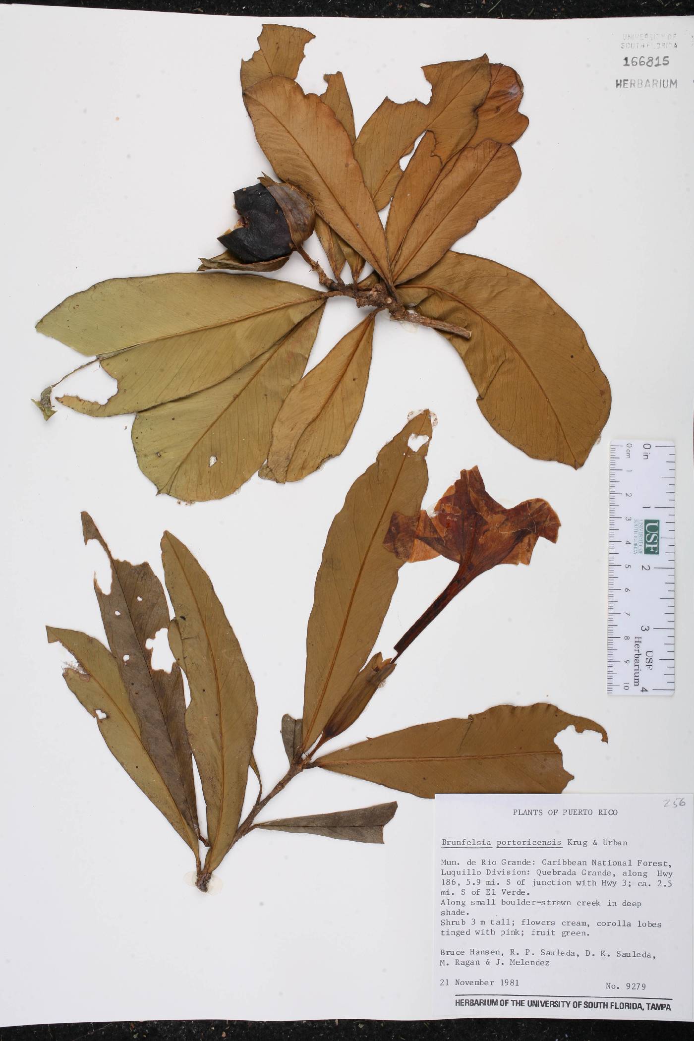 Brunfelsia portoricensis image