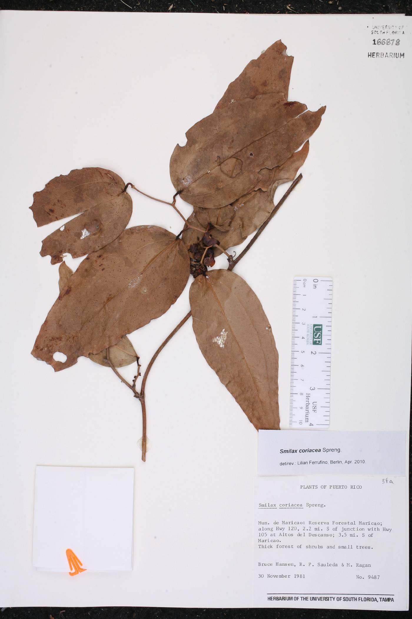 Smilax coriacea image