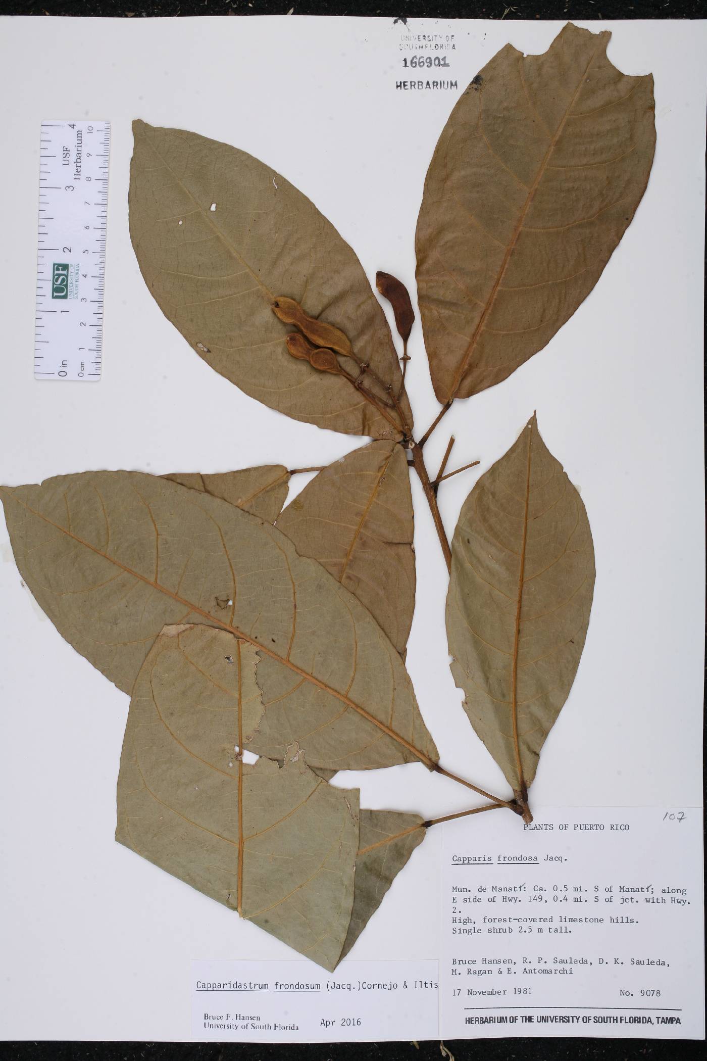 Capparidastrum frondosum image