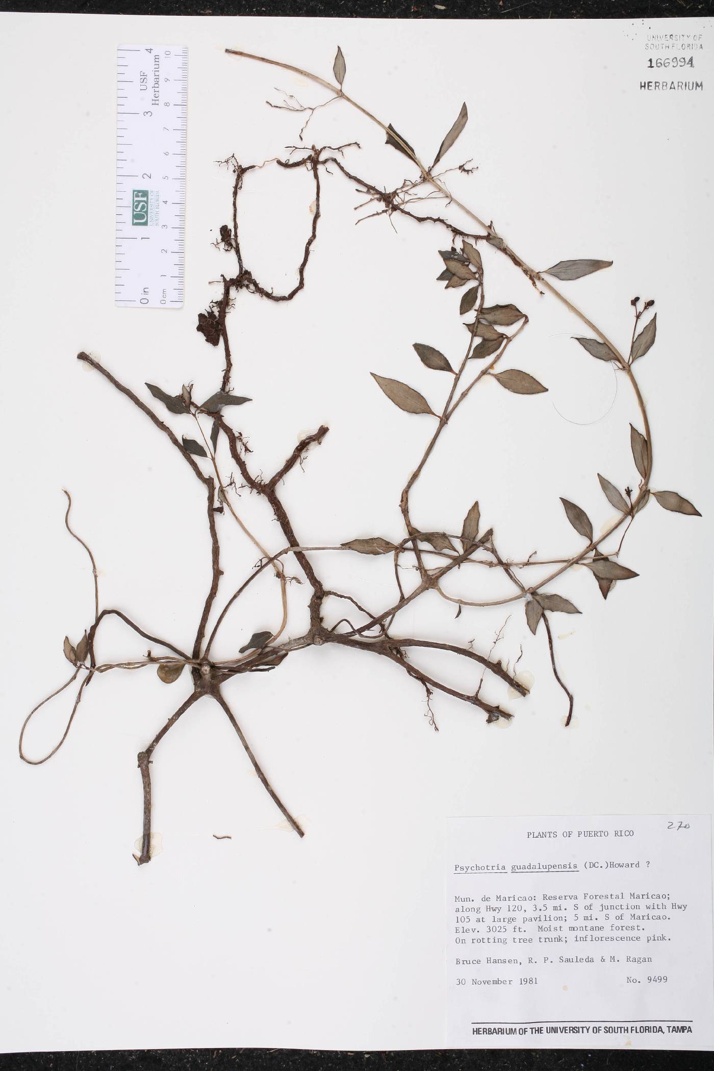 Psychotria guadalupensis image