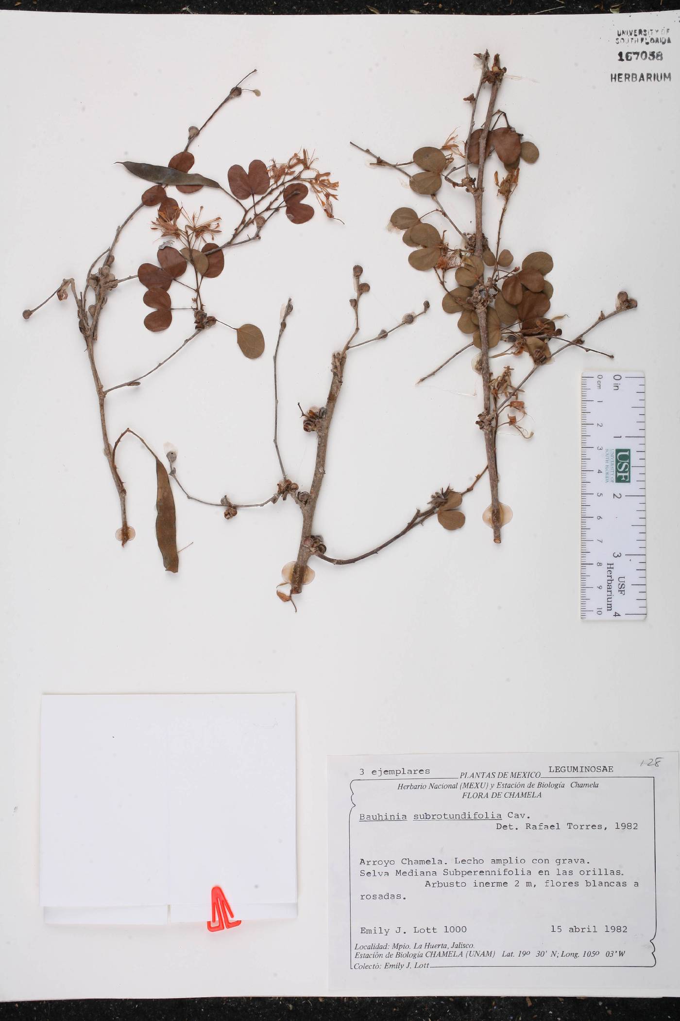 Bauhinia subrotundifolia image