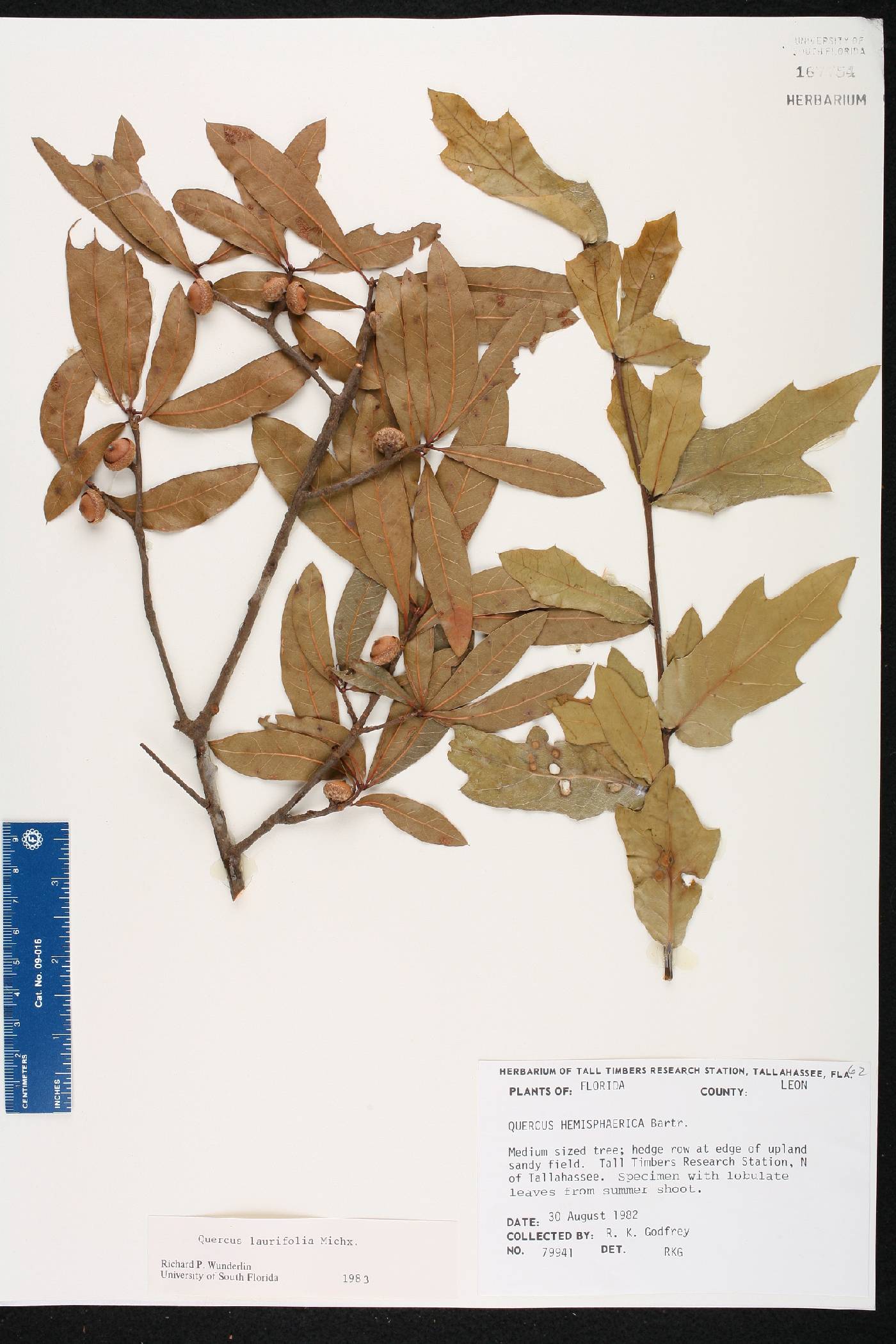 Quercus laurifolia image