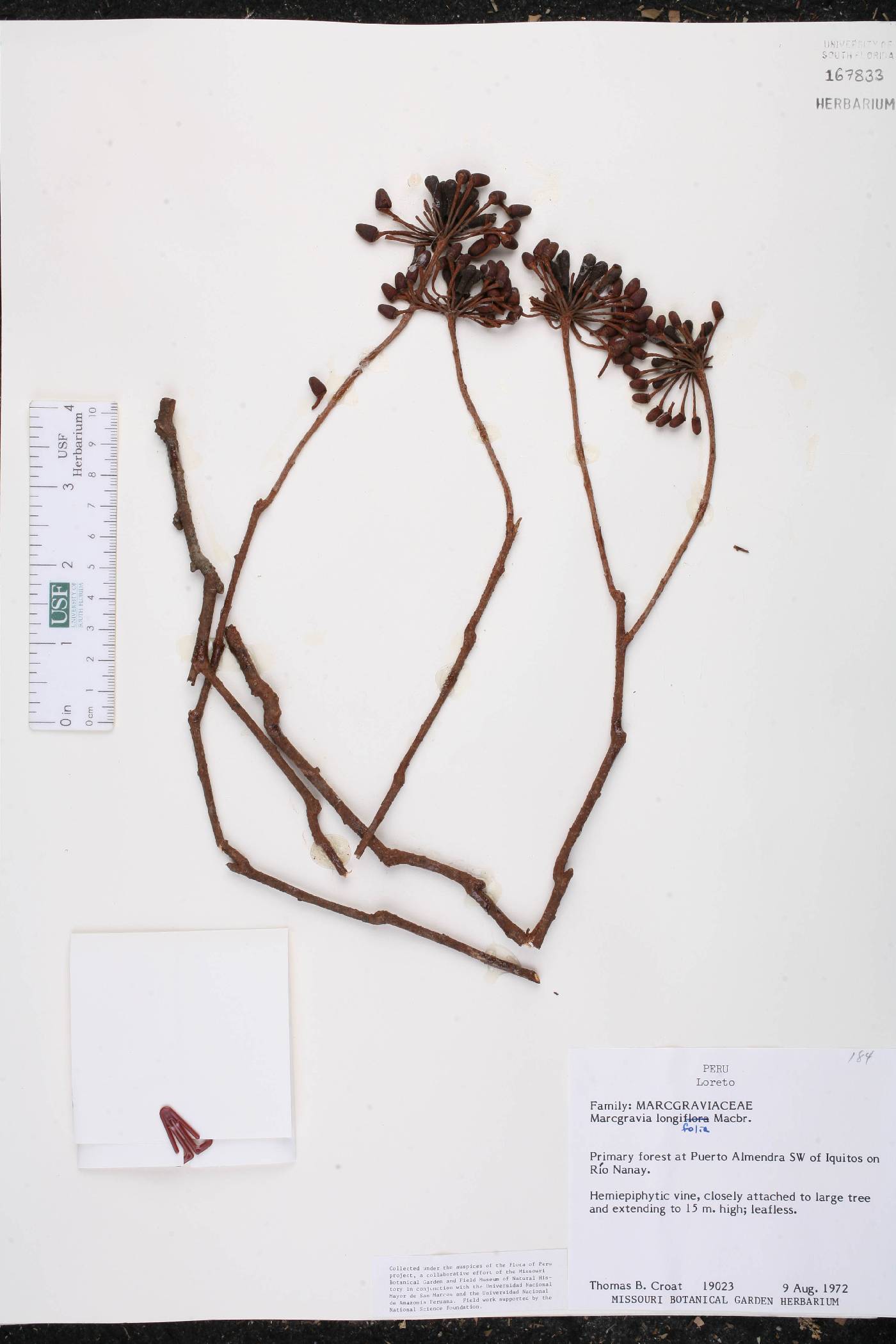 Marcgravia longifolia image