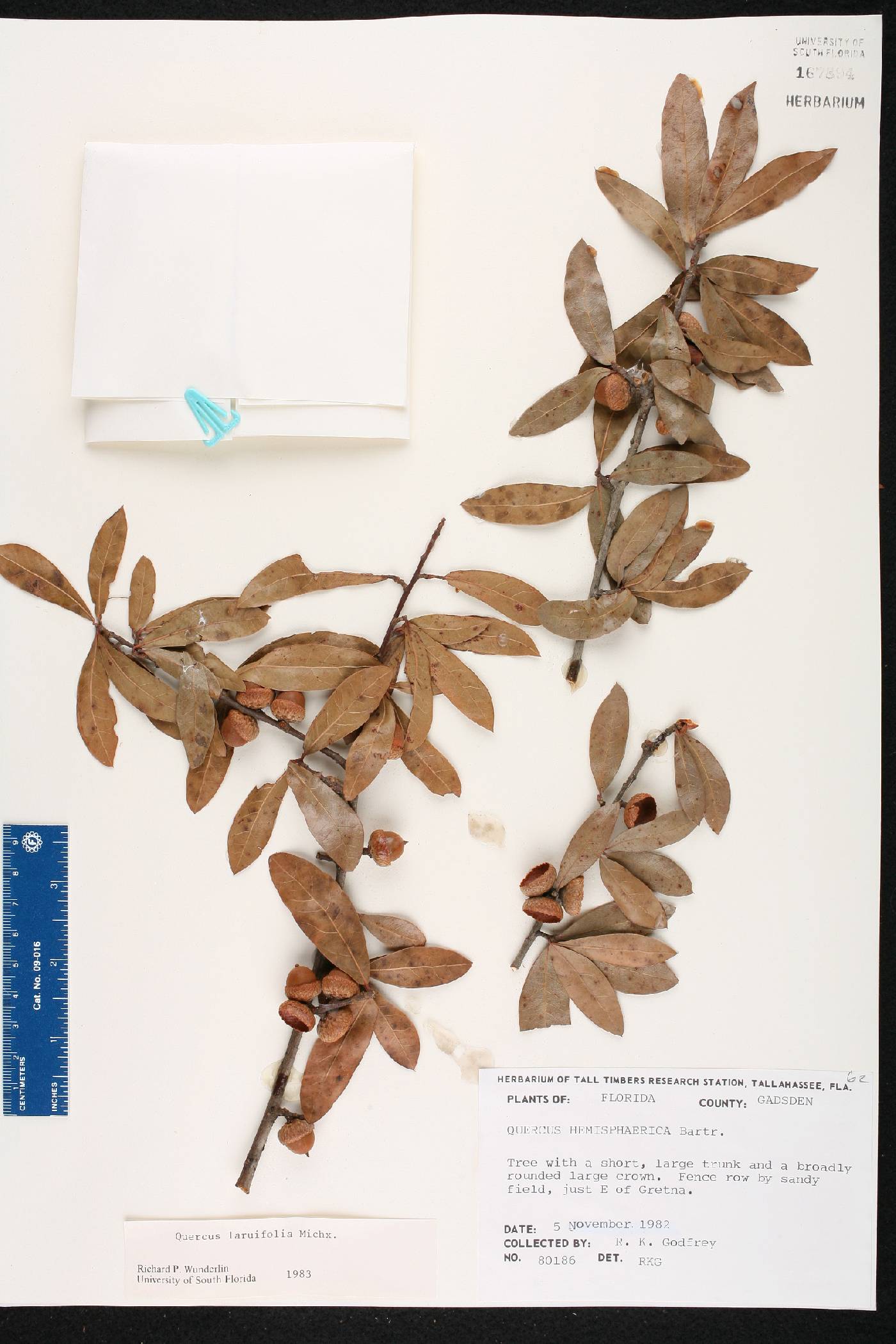Quercus laurifolia image