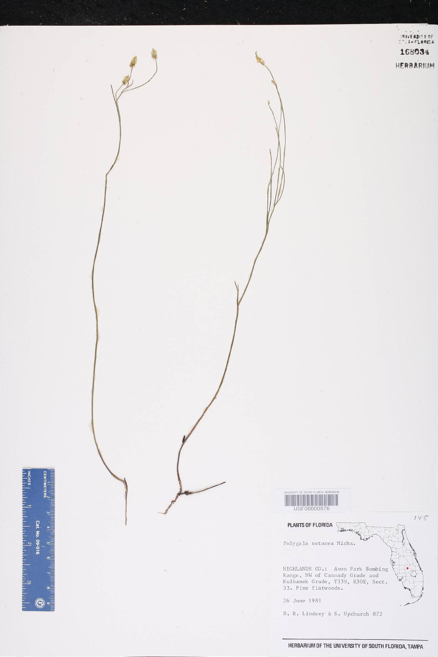 Polygala setacea image