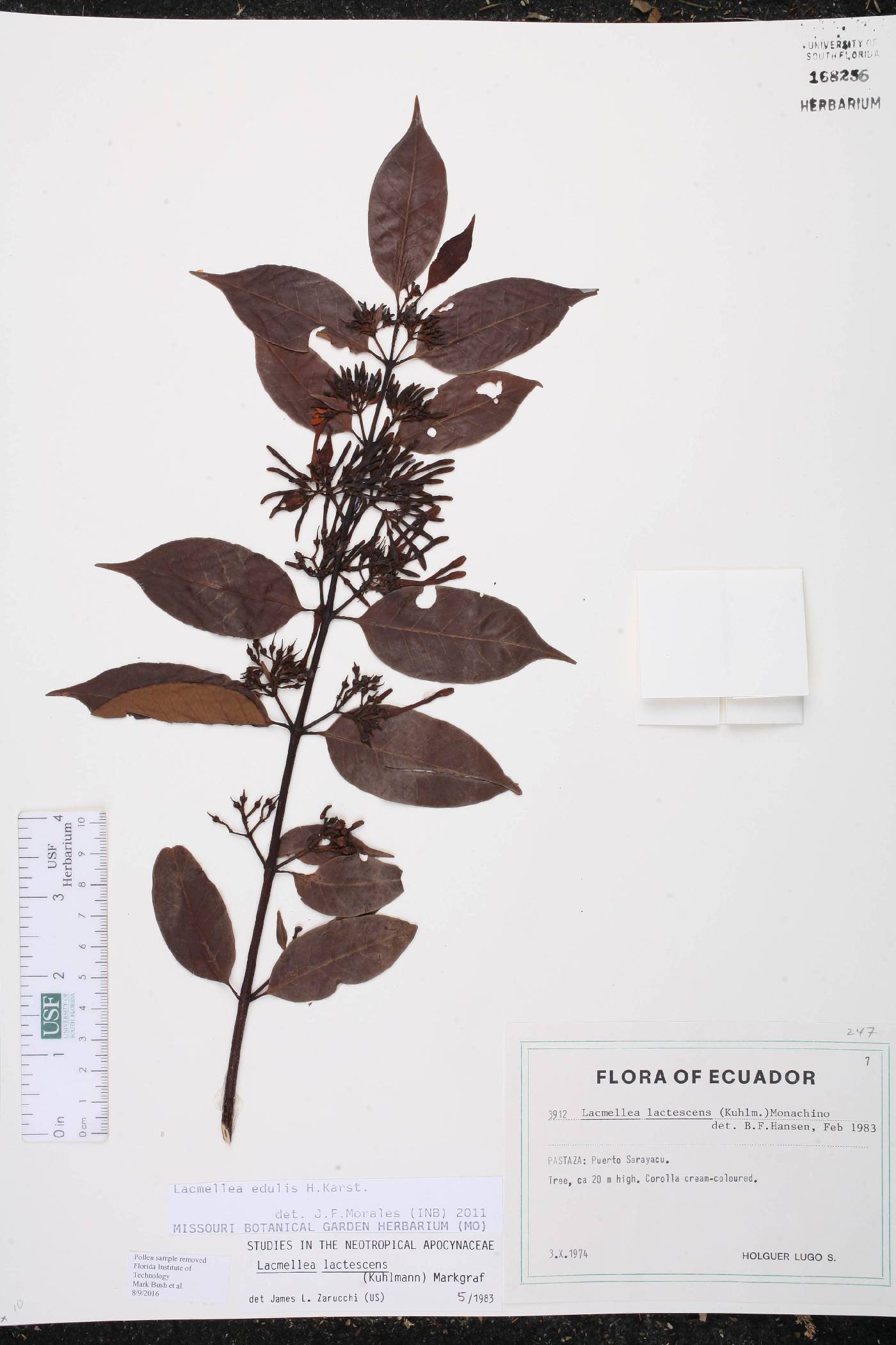 Lacmellea edulis image