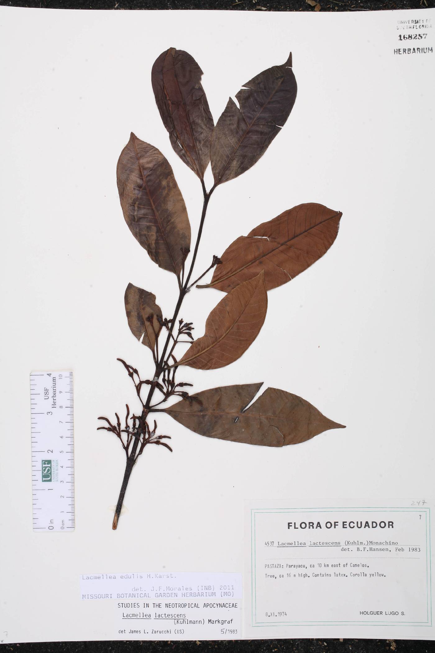 Lacmellea edulis image