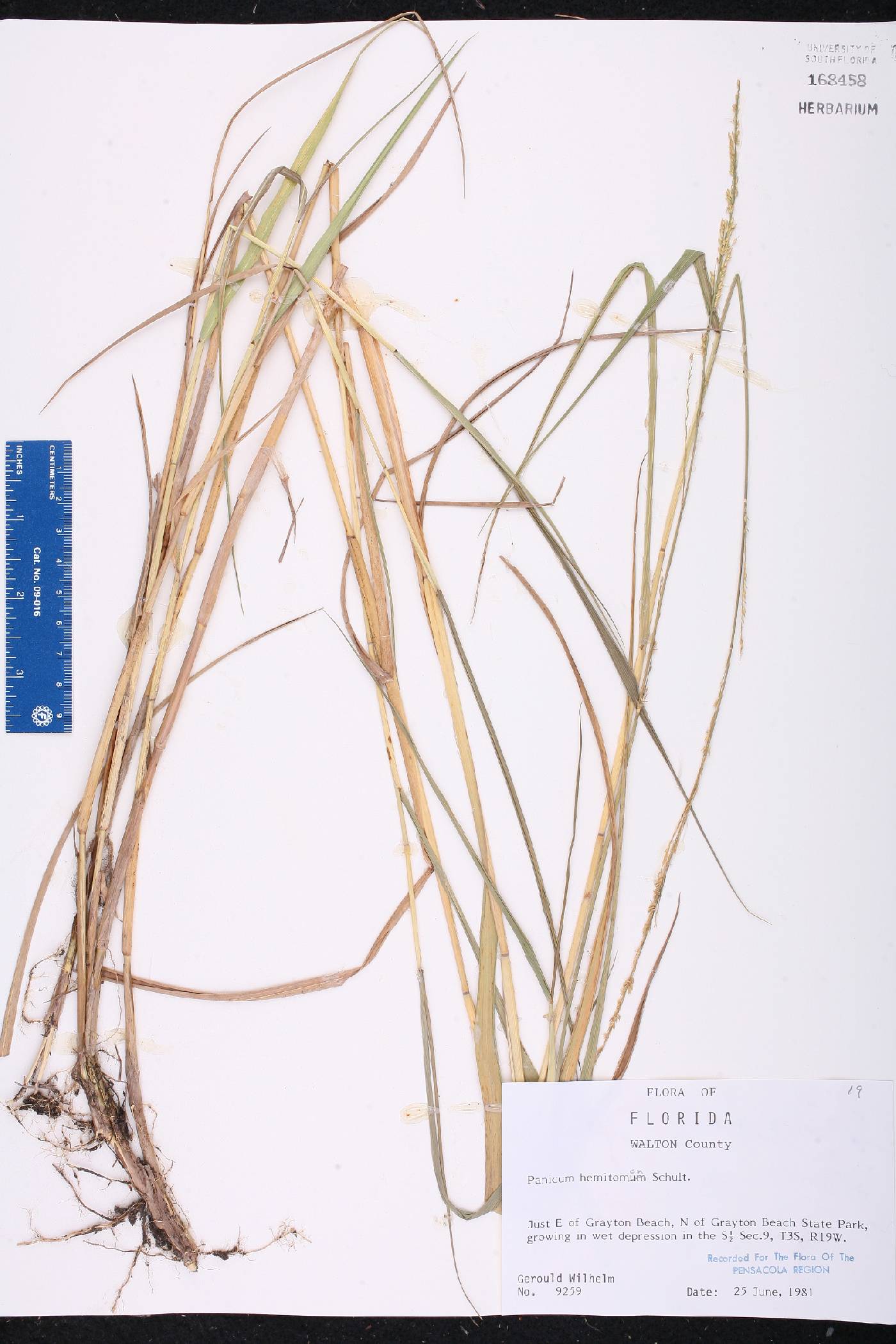 Panicum hemitomon image