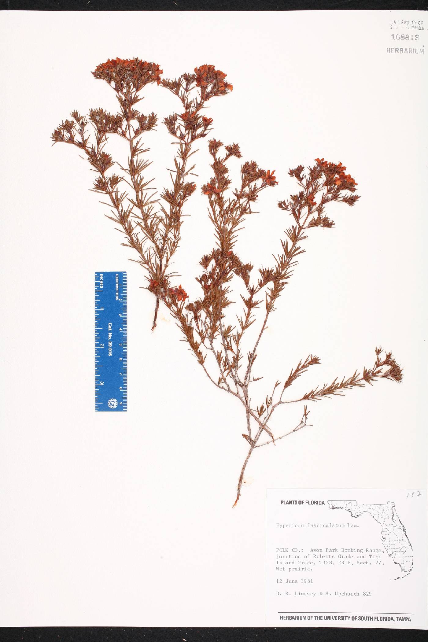 Hypericum fasciculatum image