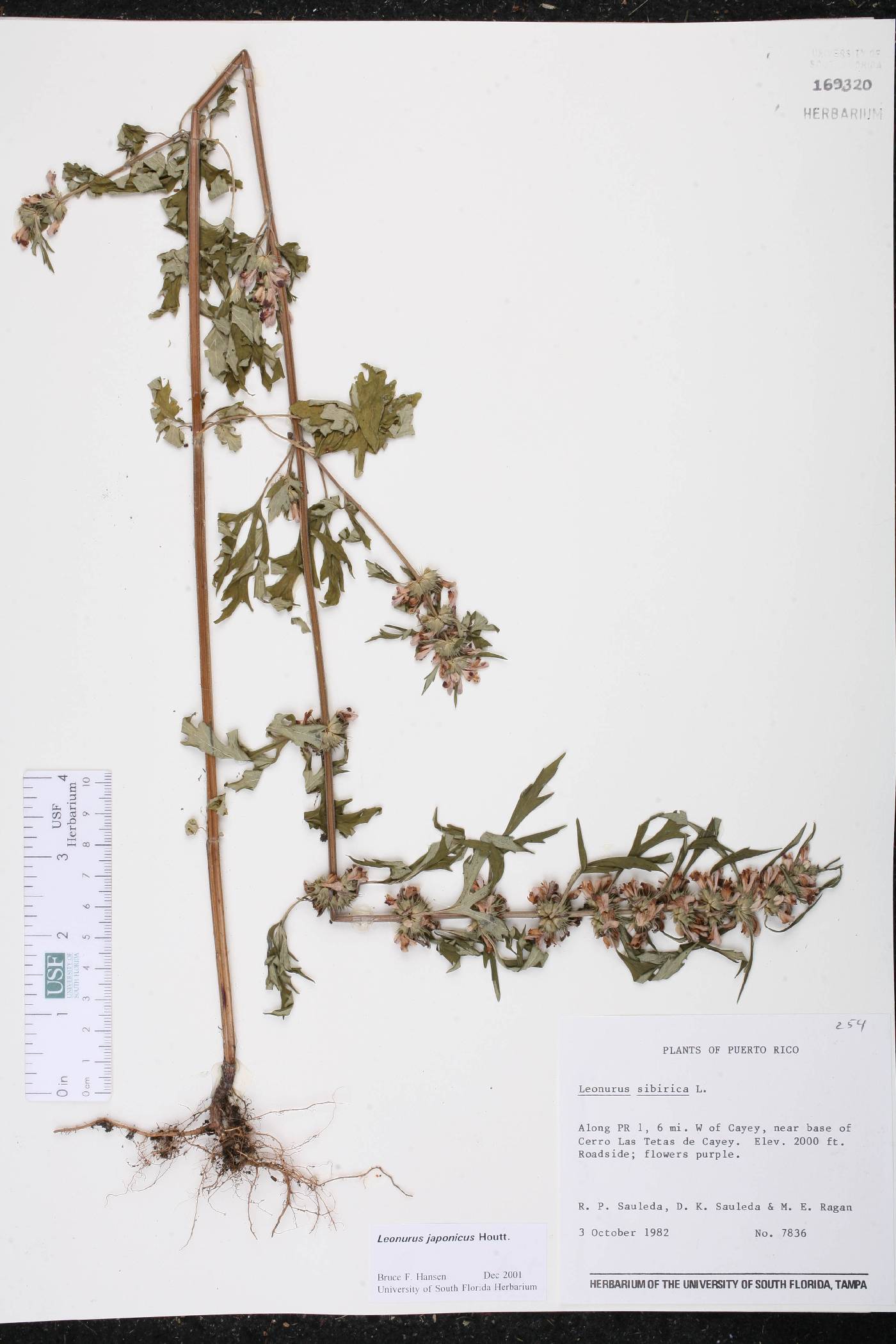 Leonurus japonicus image