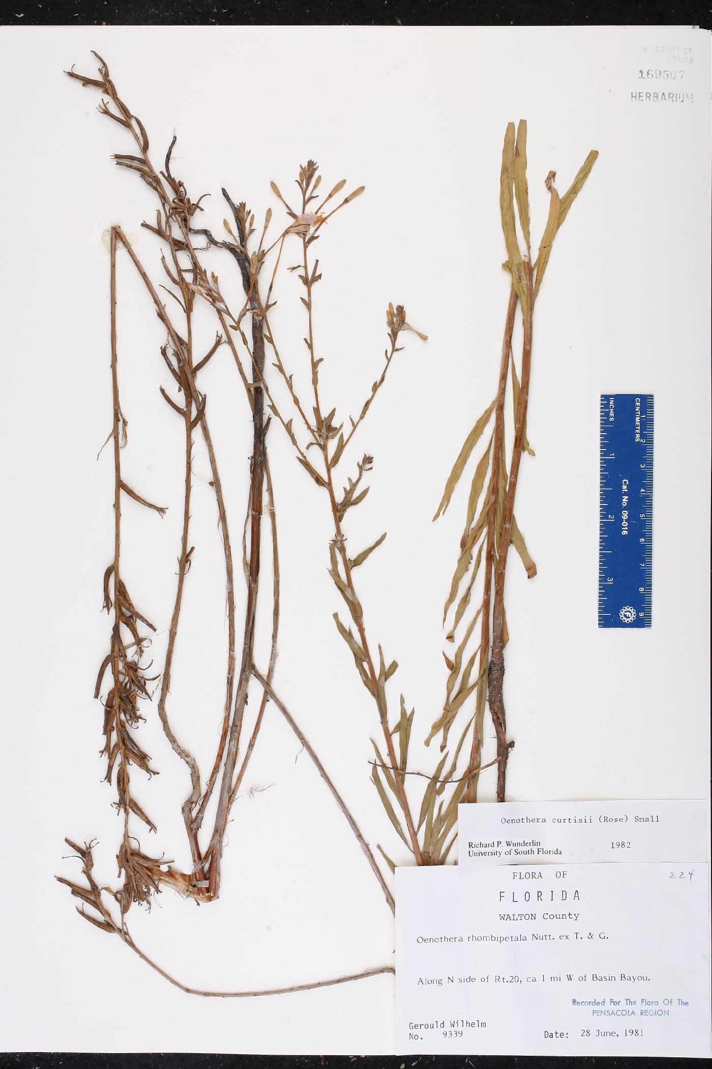 Oenothera curtissii image
