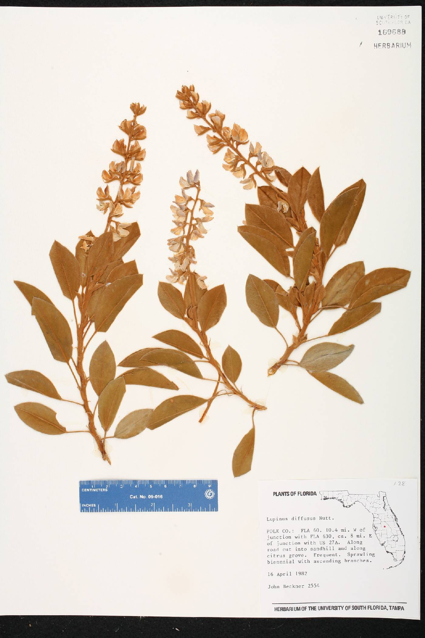Lupinus diffusus image