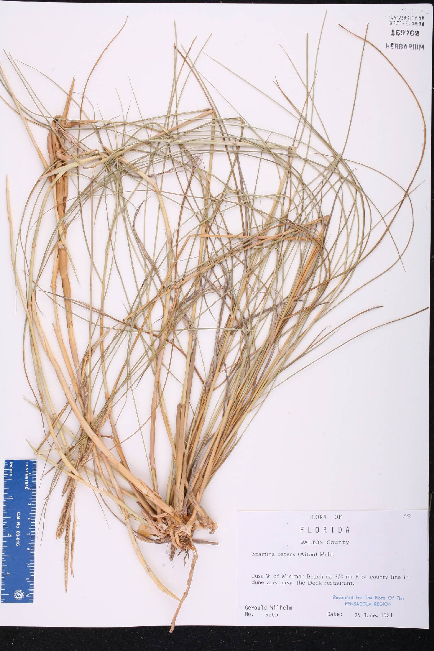 Spartina patens image