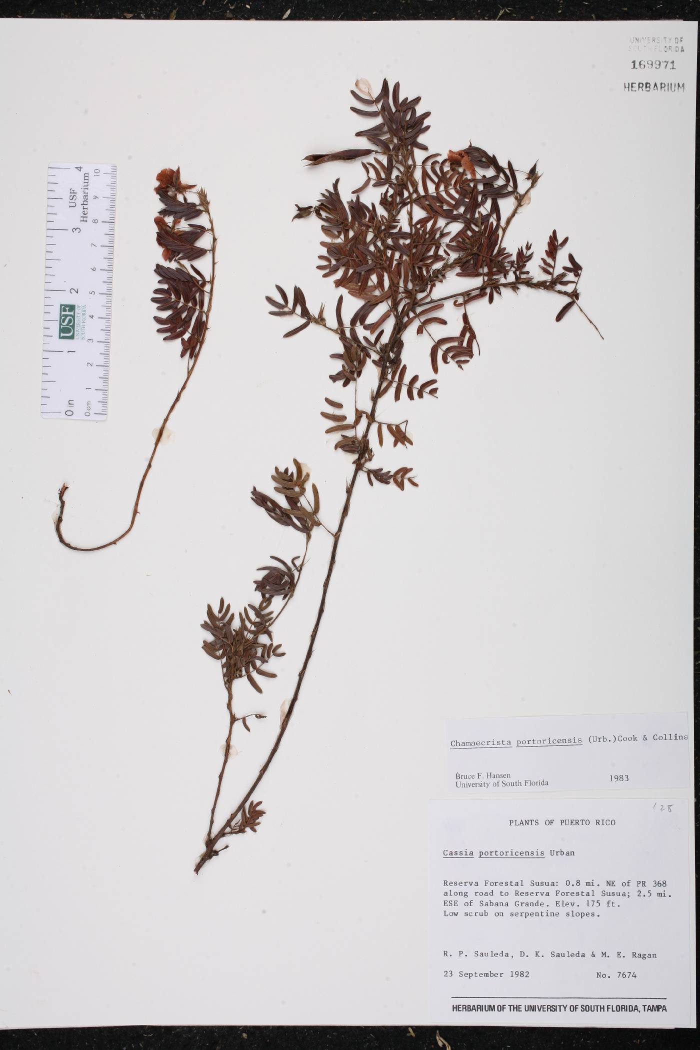 Chamaecrista portoricensis image