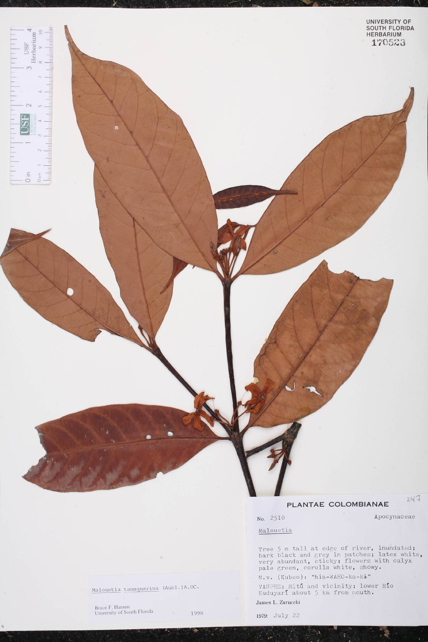 Malouetia tamaquarina image