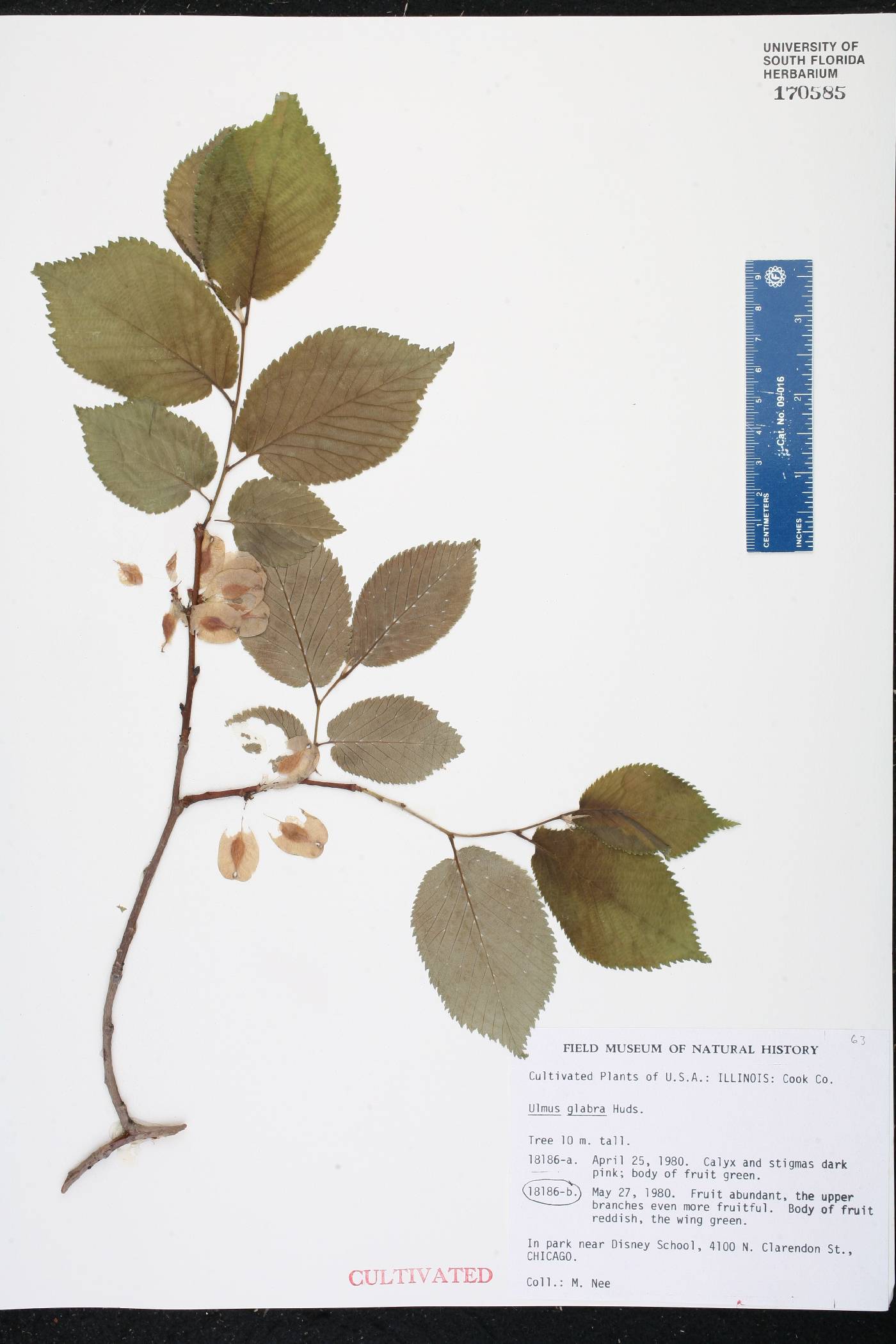 Ulmus glabra image