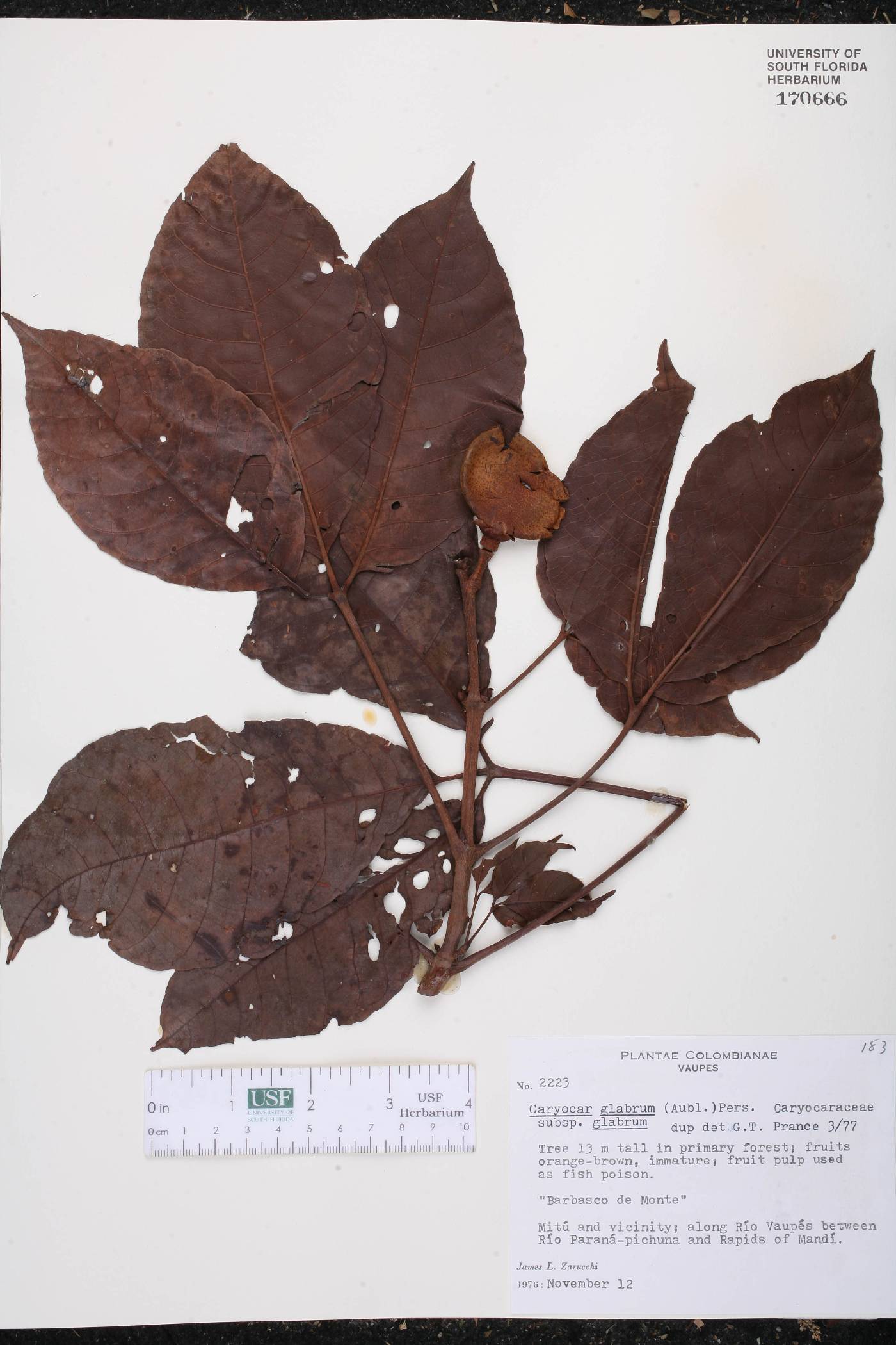 Caryocar glabrum subsp. glabrum image