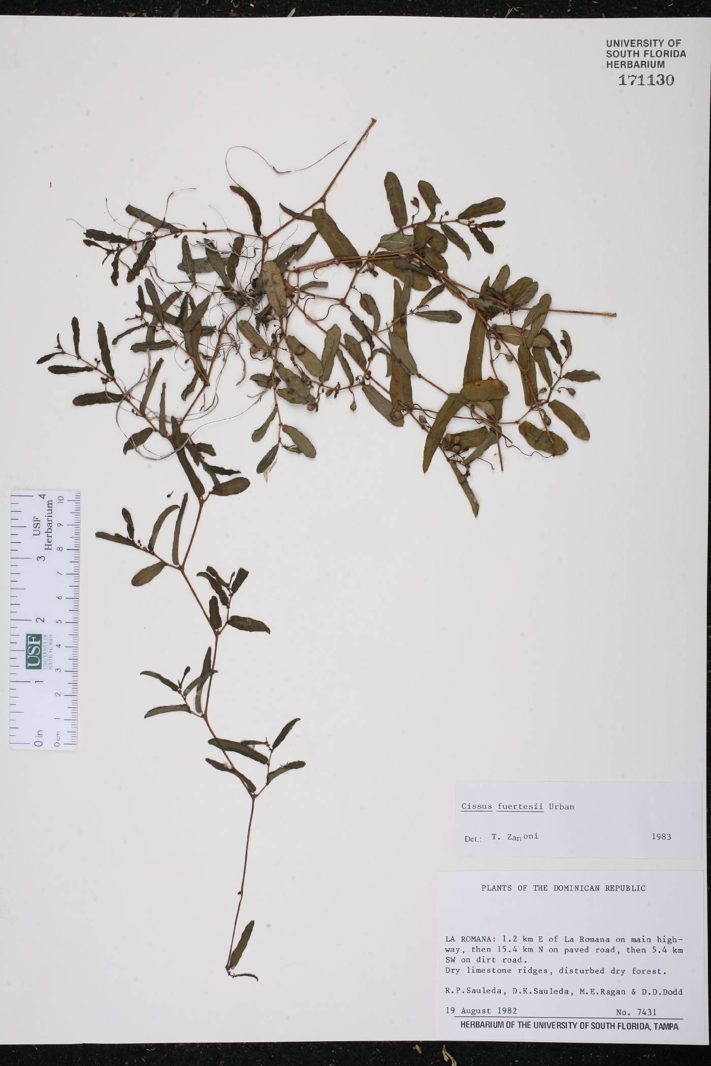 Cissus picardae image