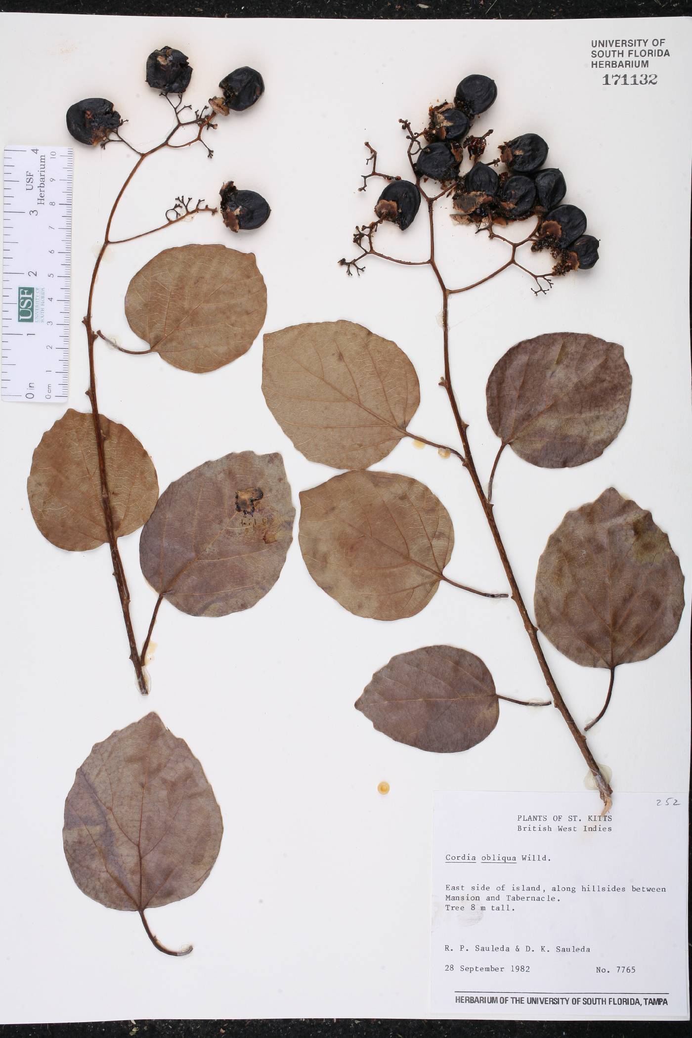 Cordia obliqua image