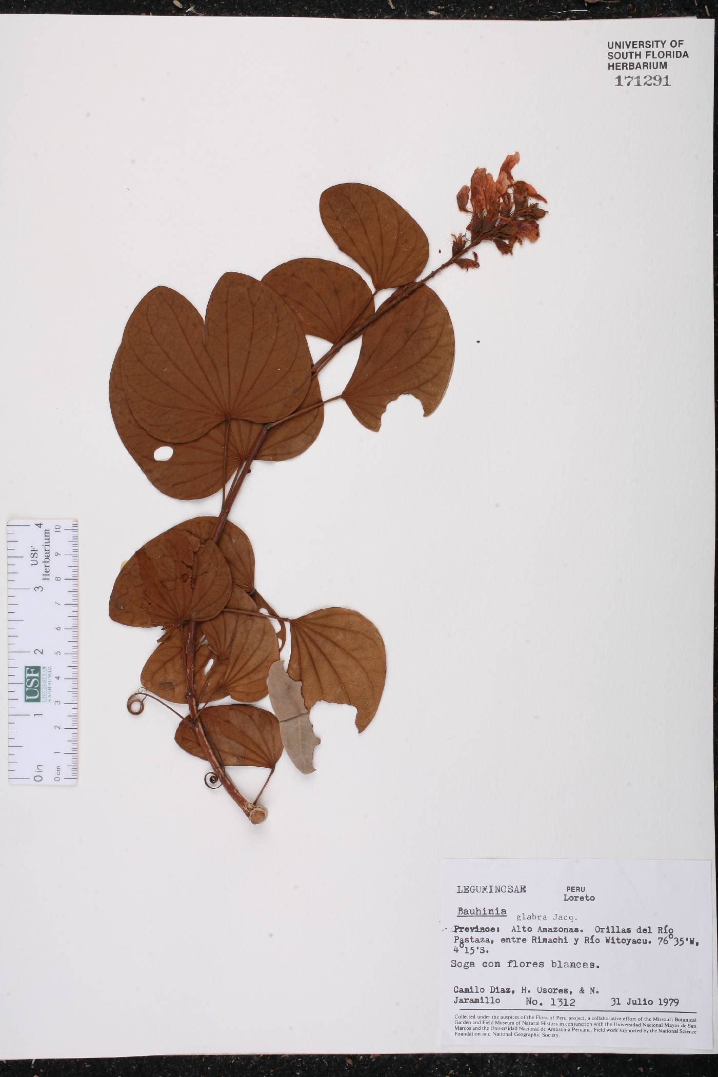 Bauhinia glabra image