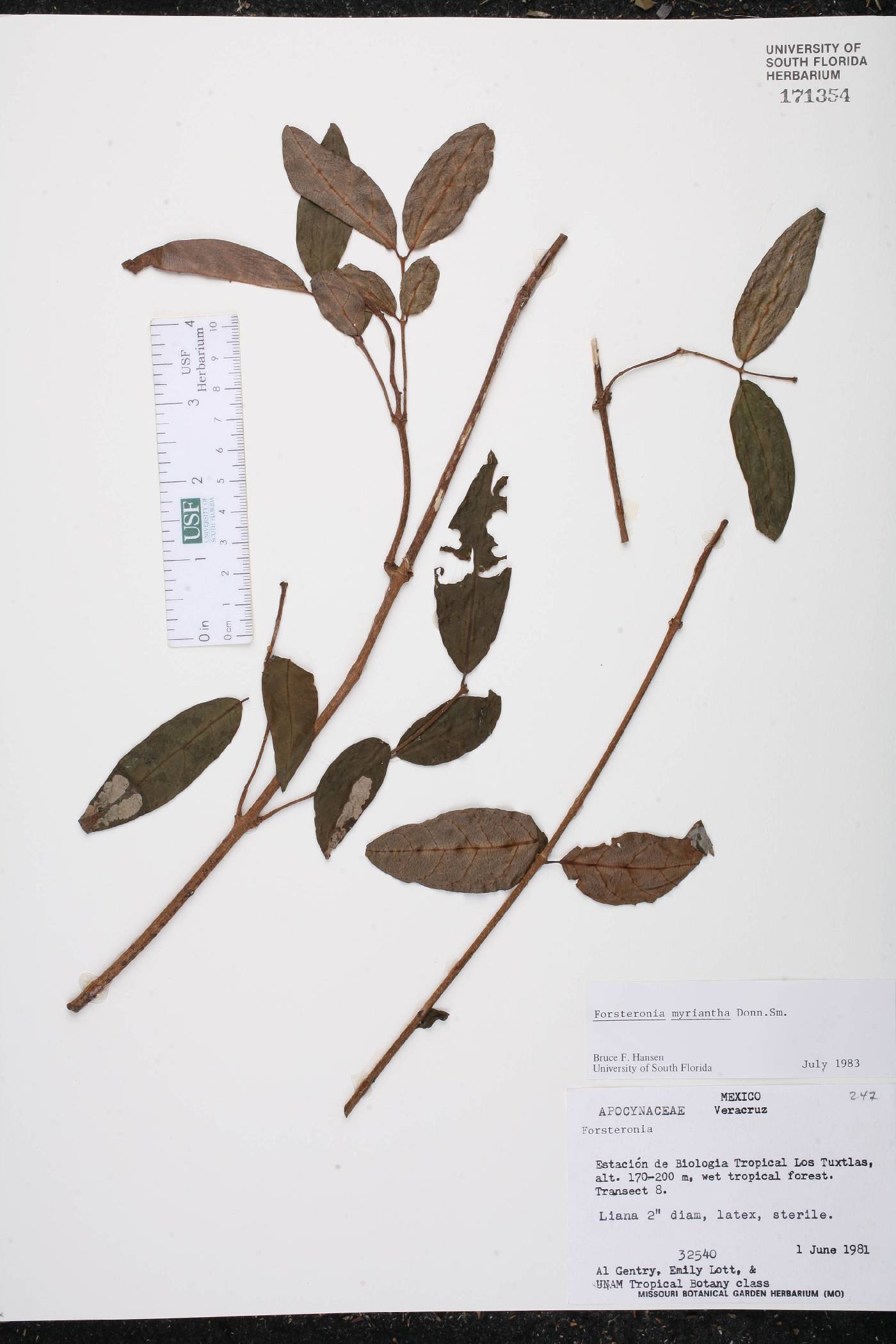 Forsteronia myriantha image