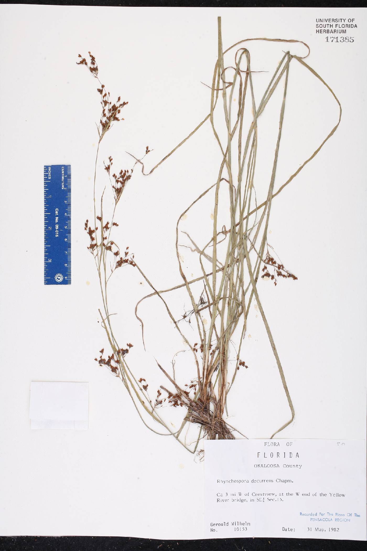Rhynchospora decurrens image