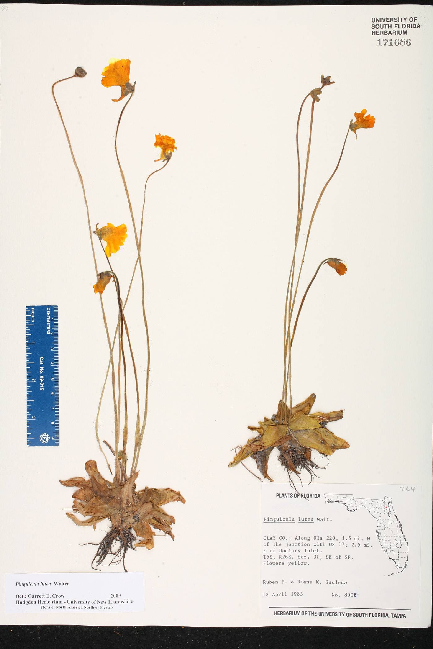 Pinguicula lutea image